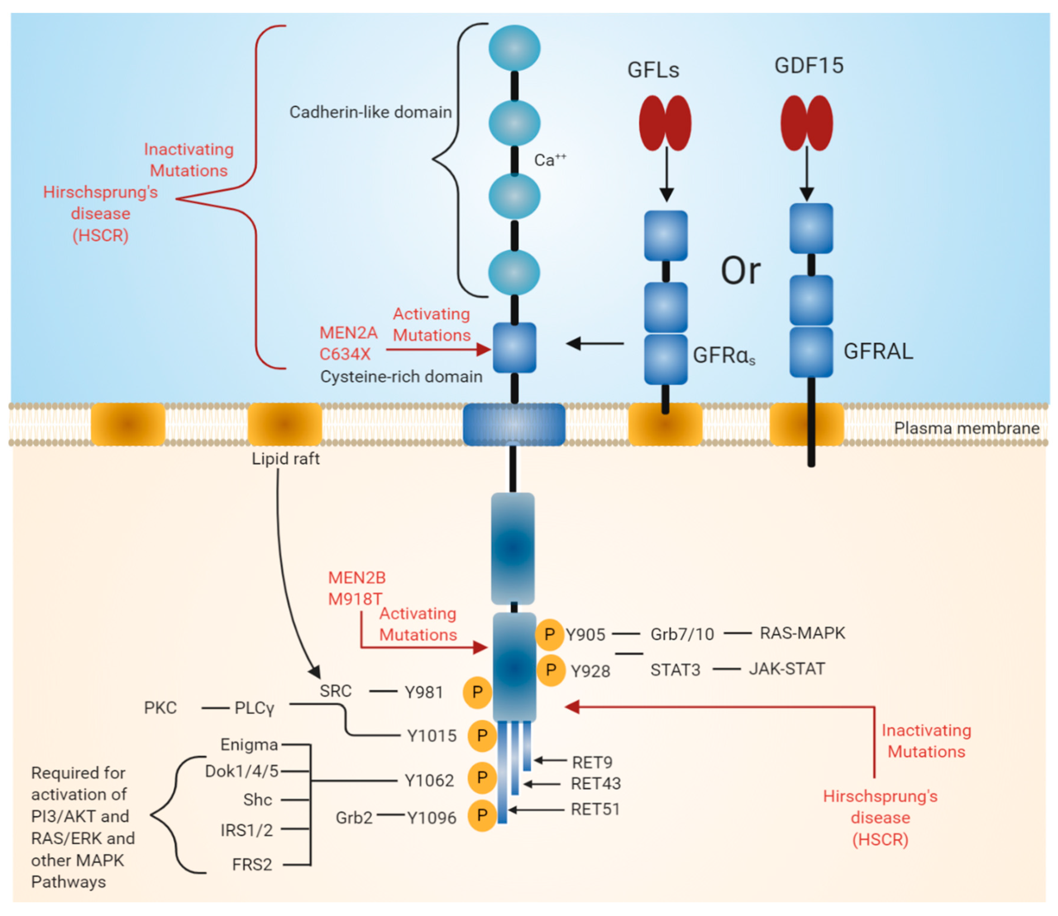 Ijms 21 07108 g001 Ijms 21 07108 g001