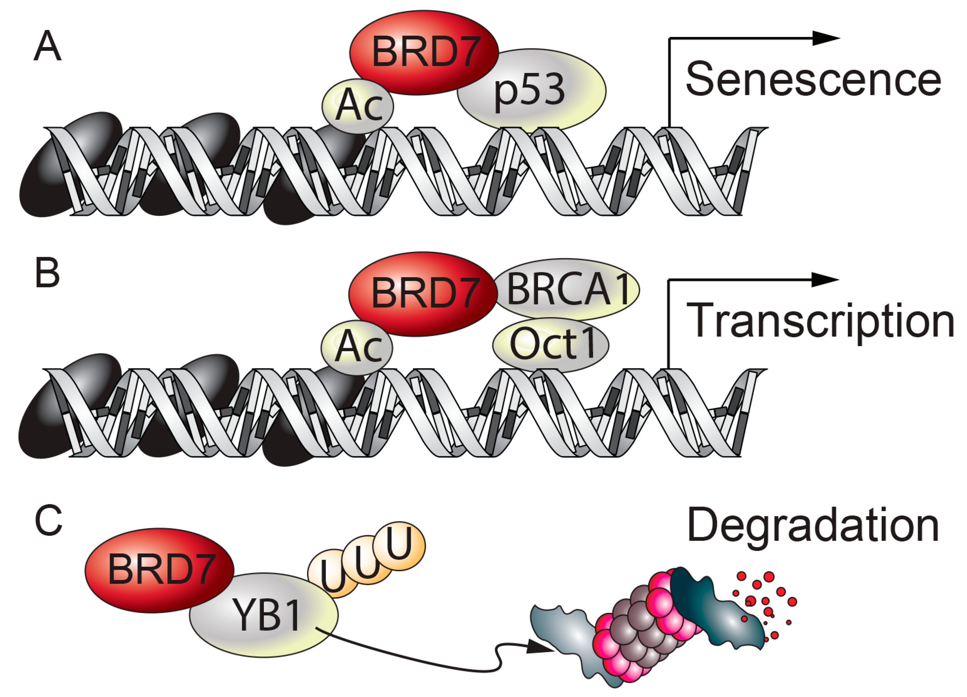 Ijms 21 07127 g003 Ijms 21 07127 g003