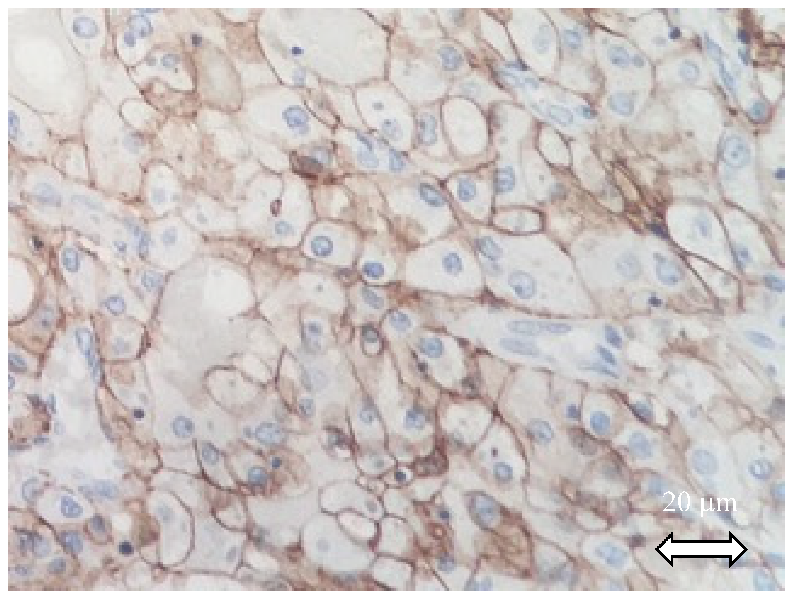 Ijms 21 07146 g002 Ijms 21 07146 g002