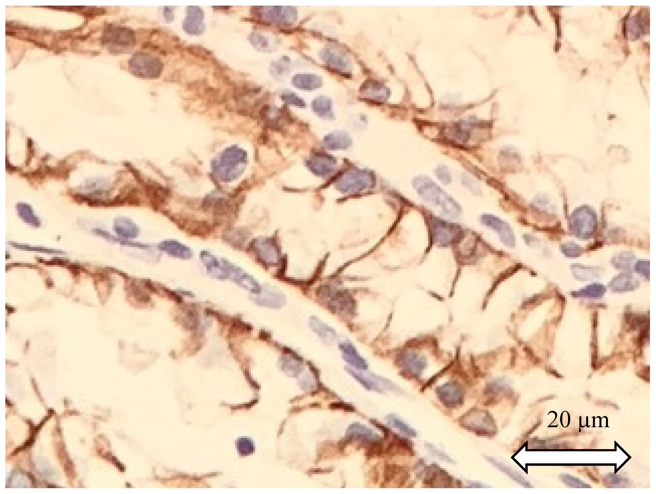 Ijms 21 07146 g003 Ijms 21 07146 g003