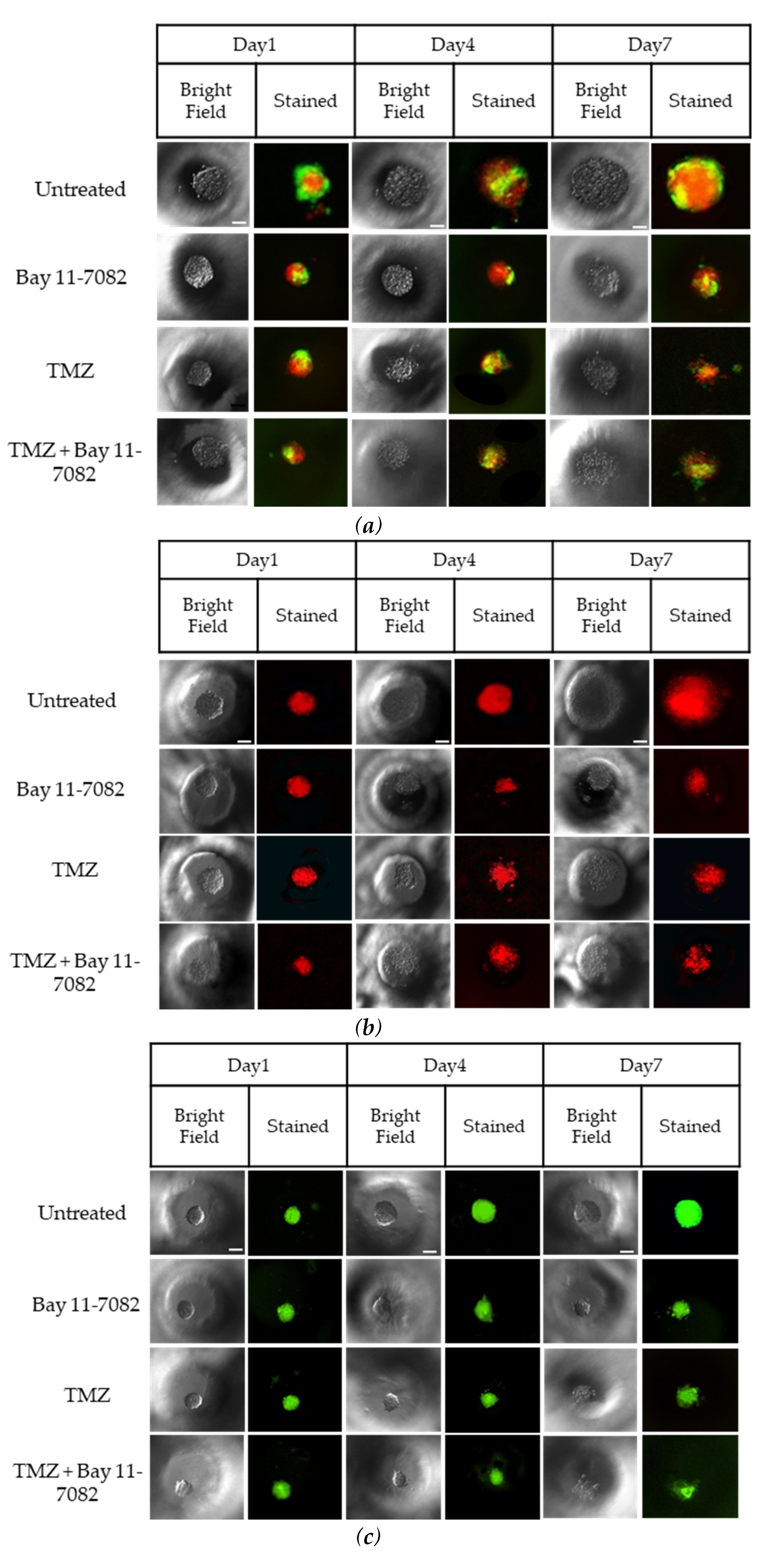 Ijms 21 07154 g002a Ijms 21 07154 g002a