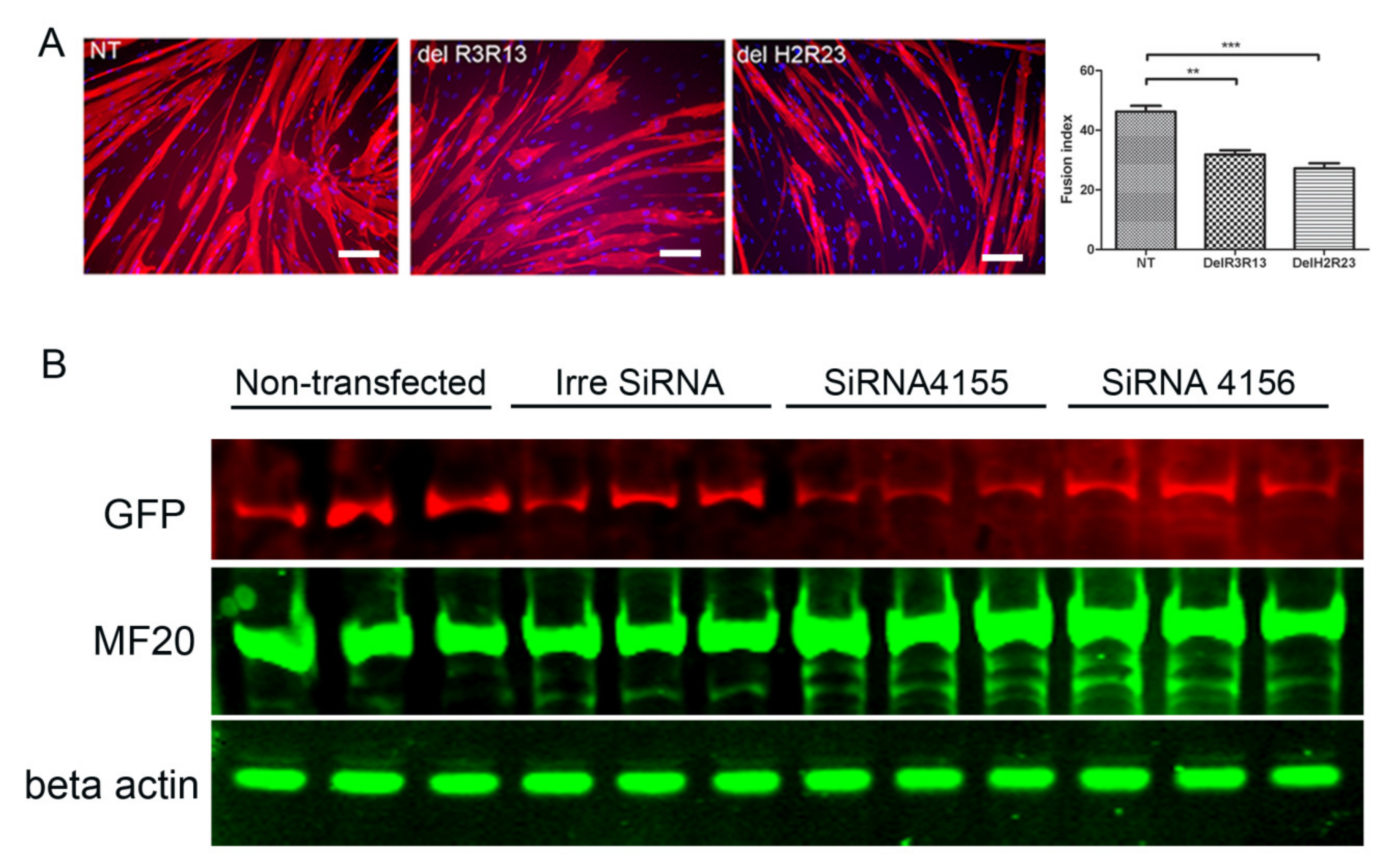 Ijms 21 07168 g004a Ijms 21 07168 g004a