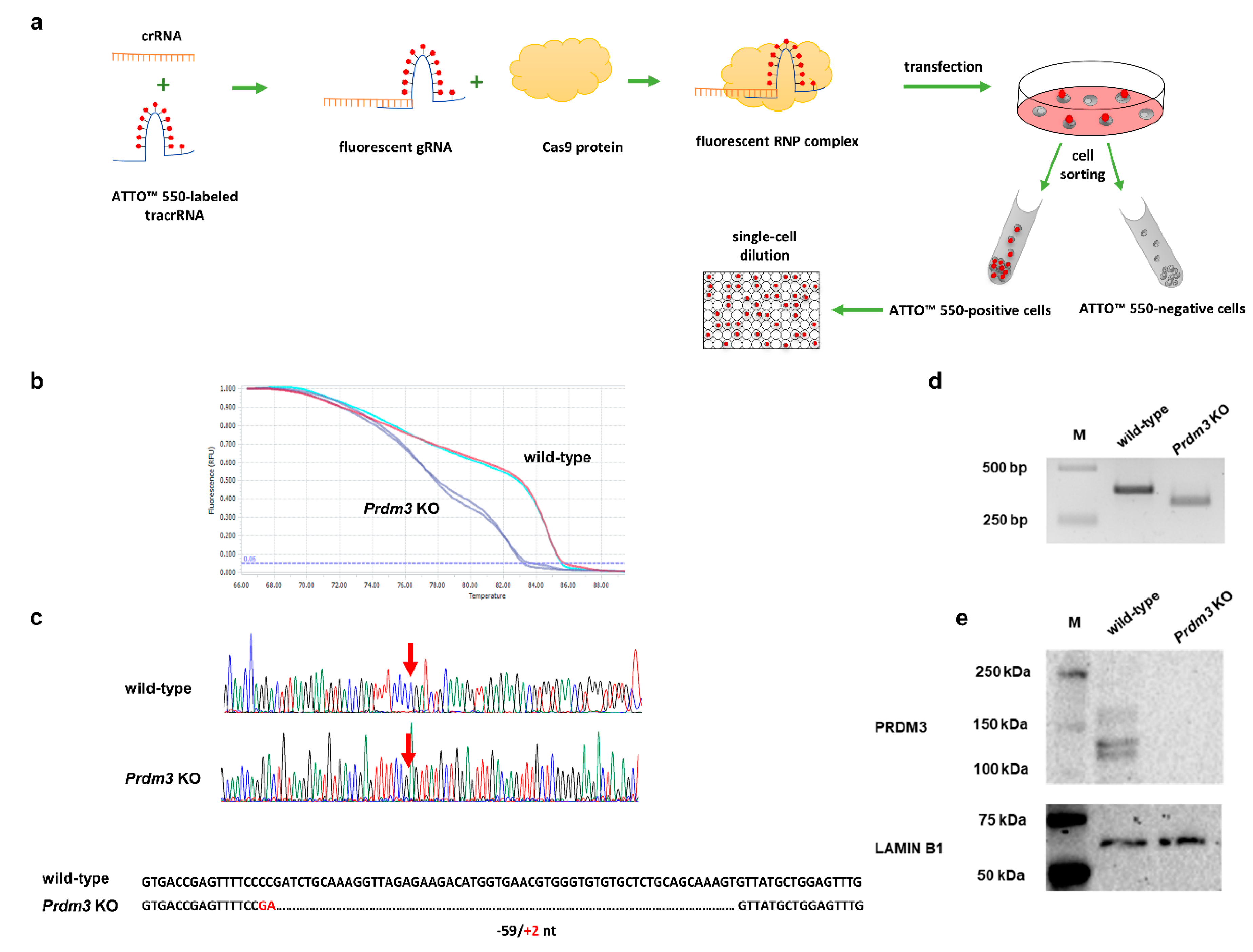 Ijms 21 07192 g002 Ijms 21 07192 g002