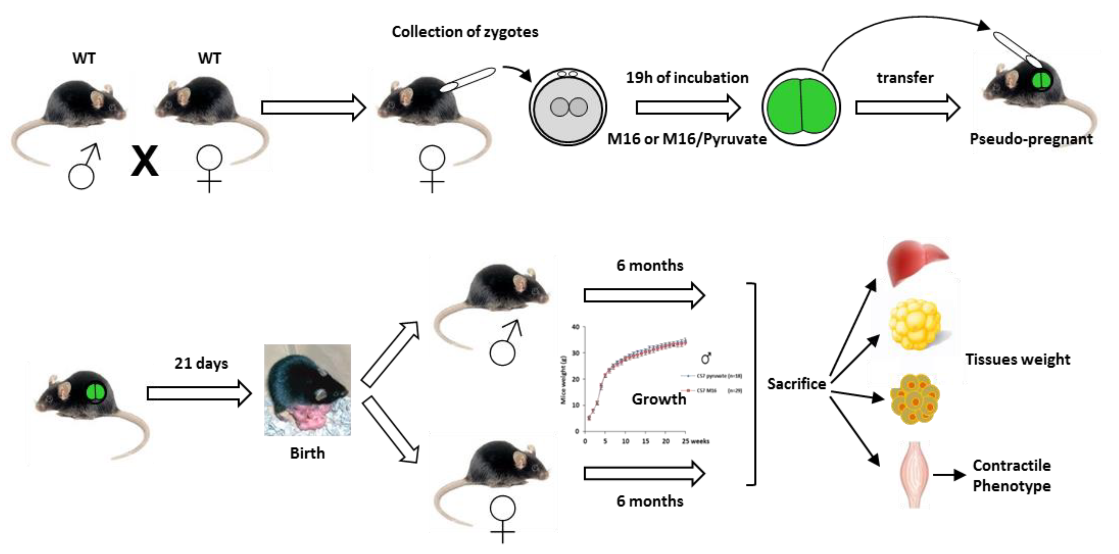 Ijms 21 07203 g001 Ijms 21 07203 g001