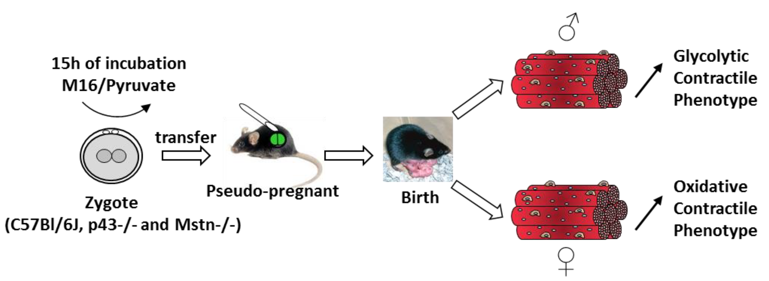 Ijms 21 07203 g008 Ijms 21 07203 g008