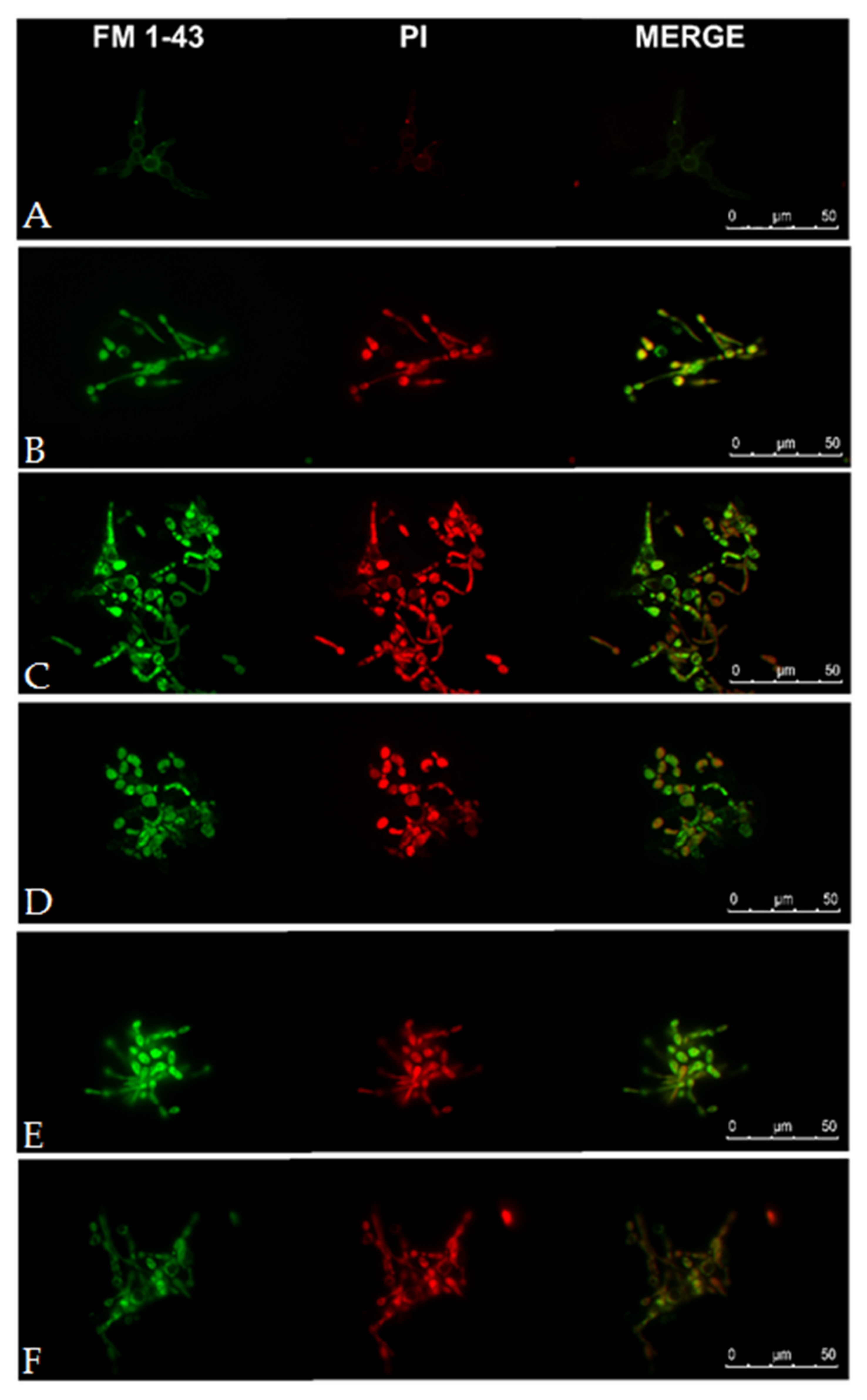 Ijms 21 07208 g009 Ijms 21 07208 g009