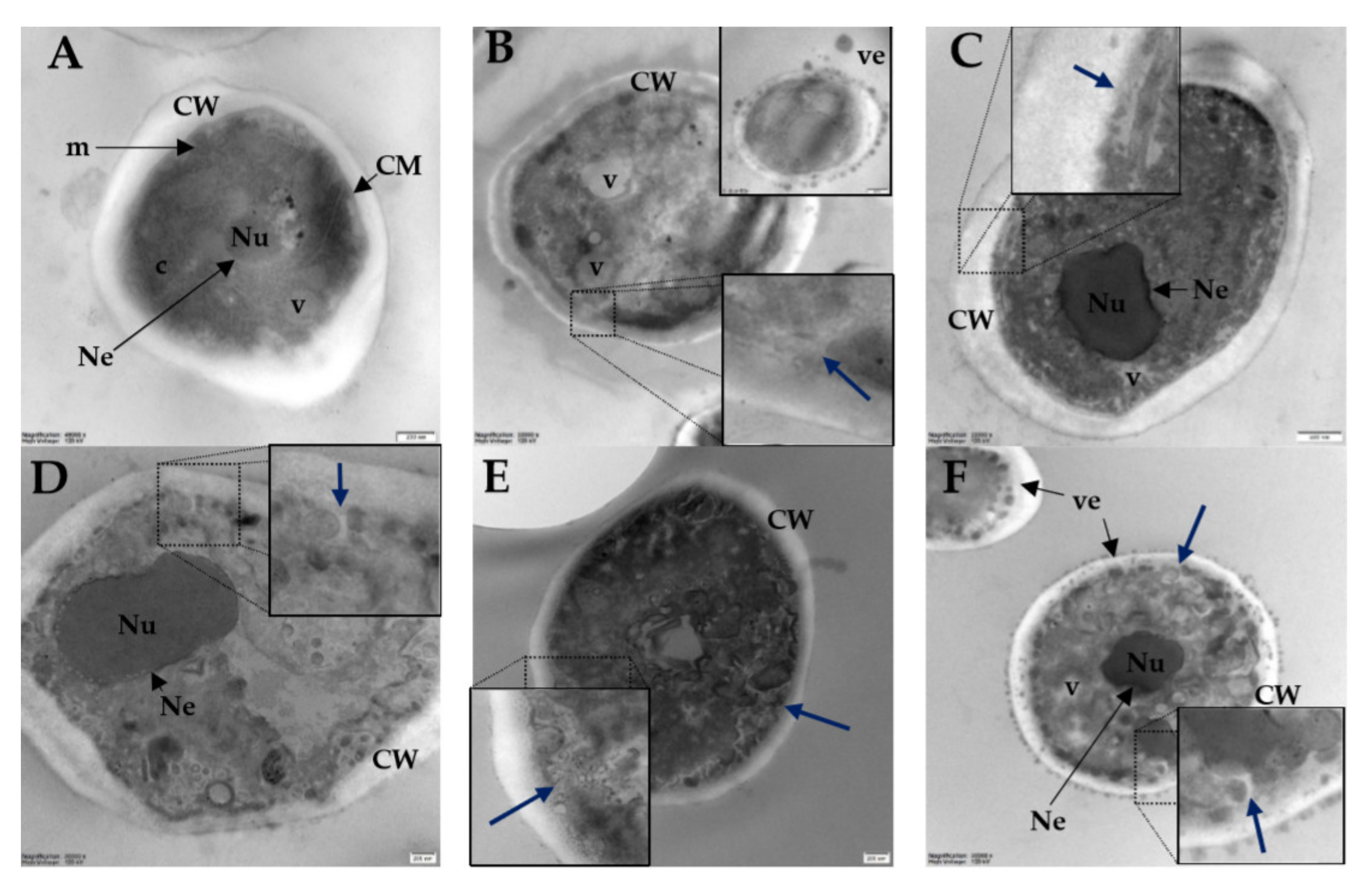 Ijms 21 07208 g010 Ijms 21 07208 g010