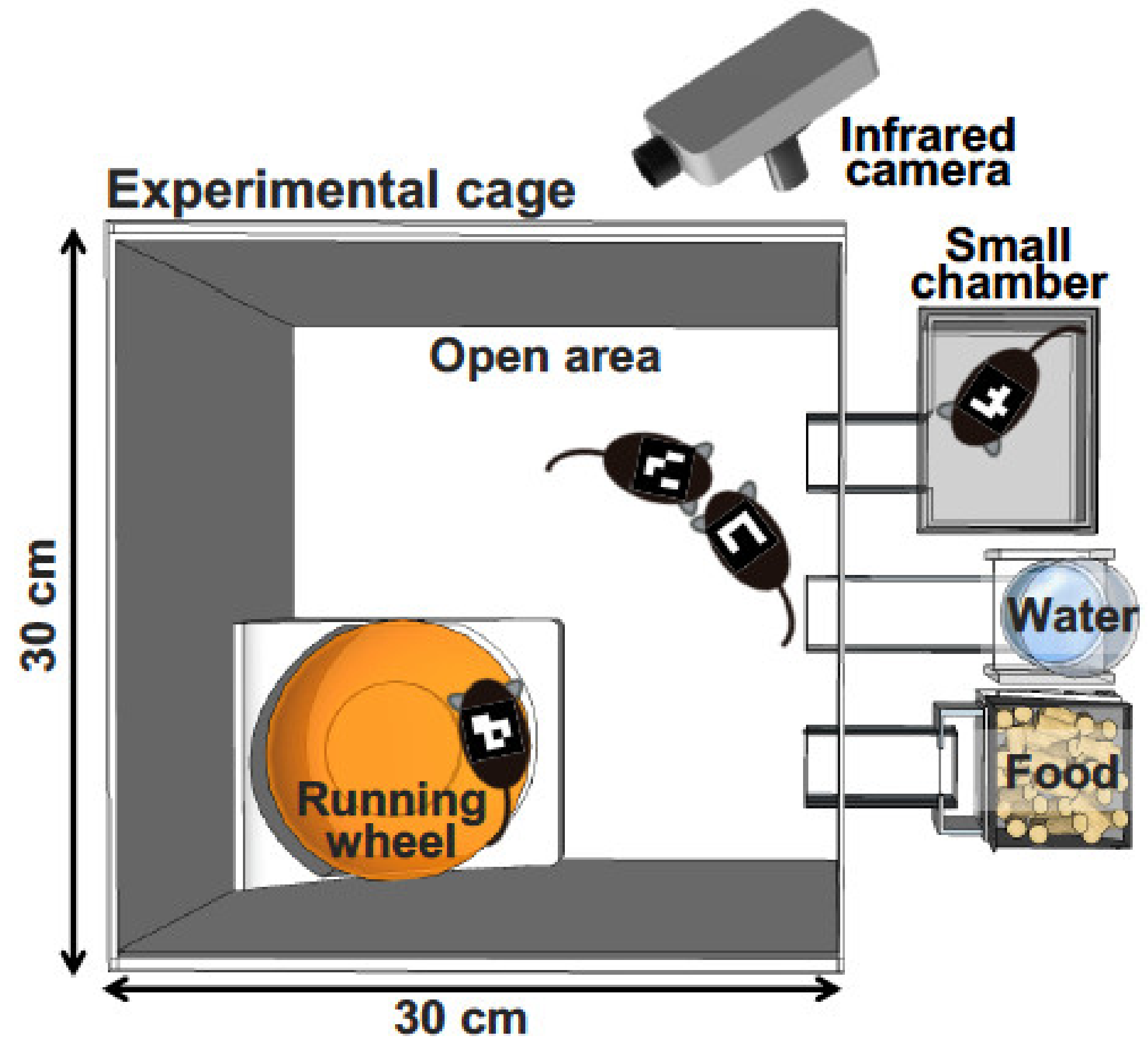 Ijms 21 07212 g001 Ijms 21 07212 g001