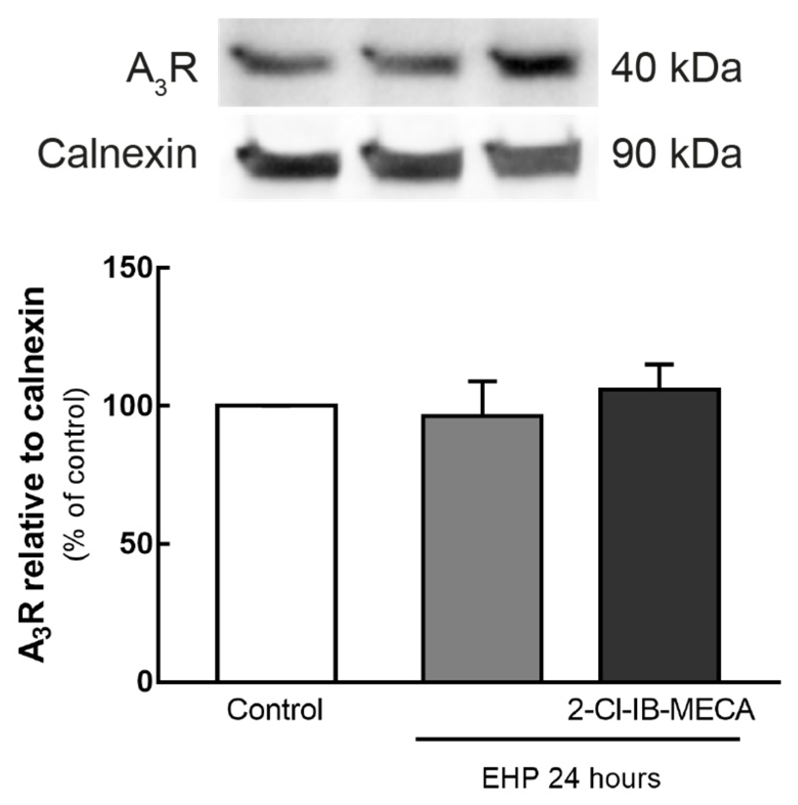 Ijms 21 07218 g001 Ijms 21 07218 g001