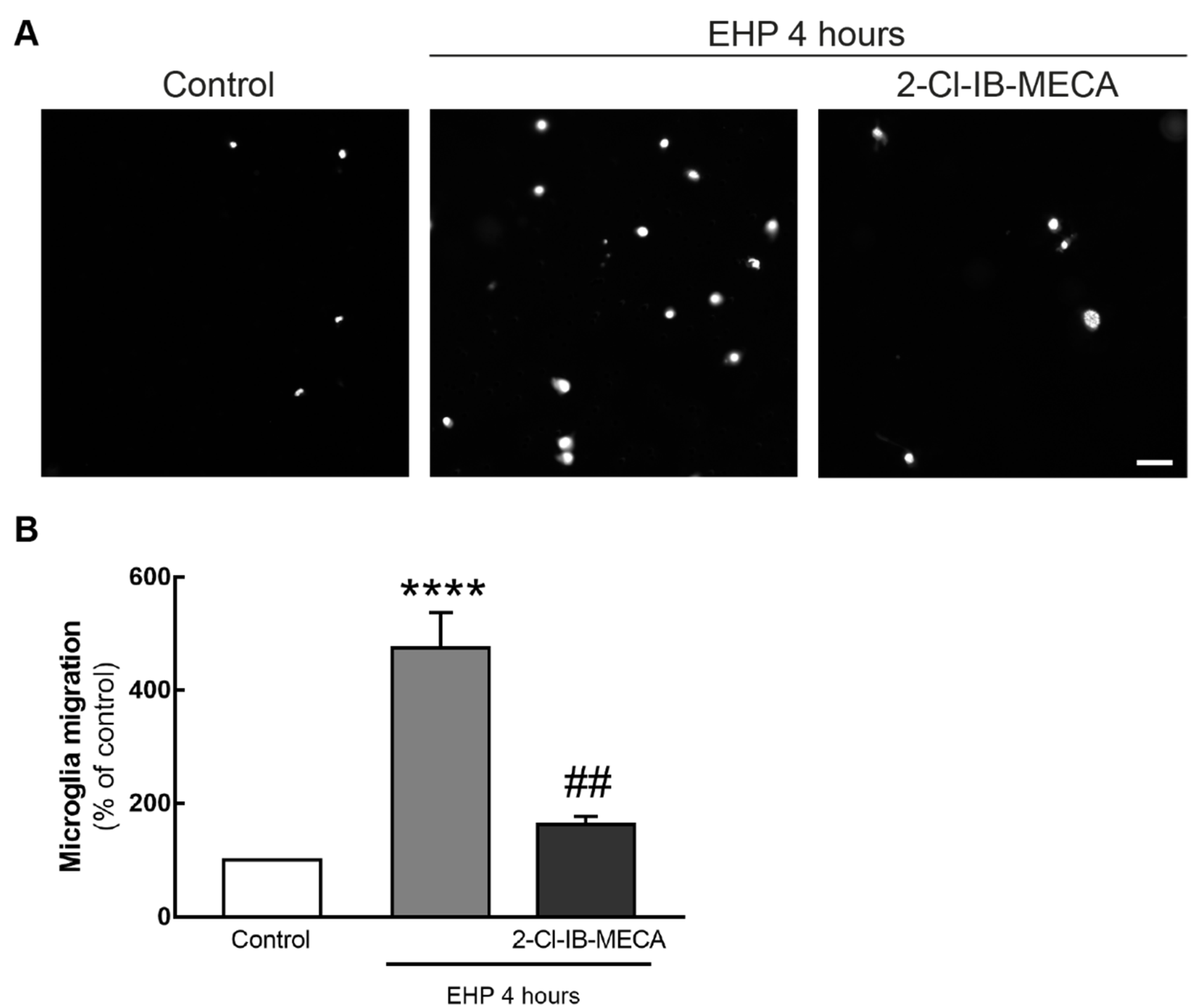 Ijms 21 07218 g004 Ijms 21 07218 g004