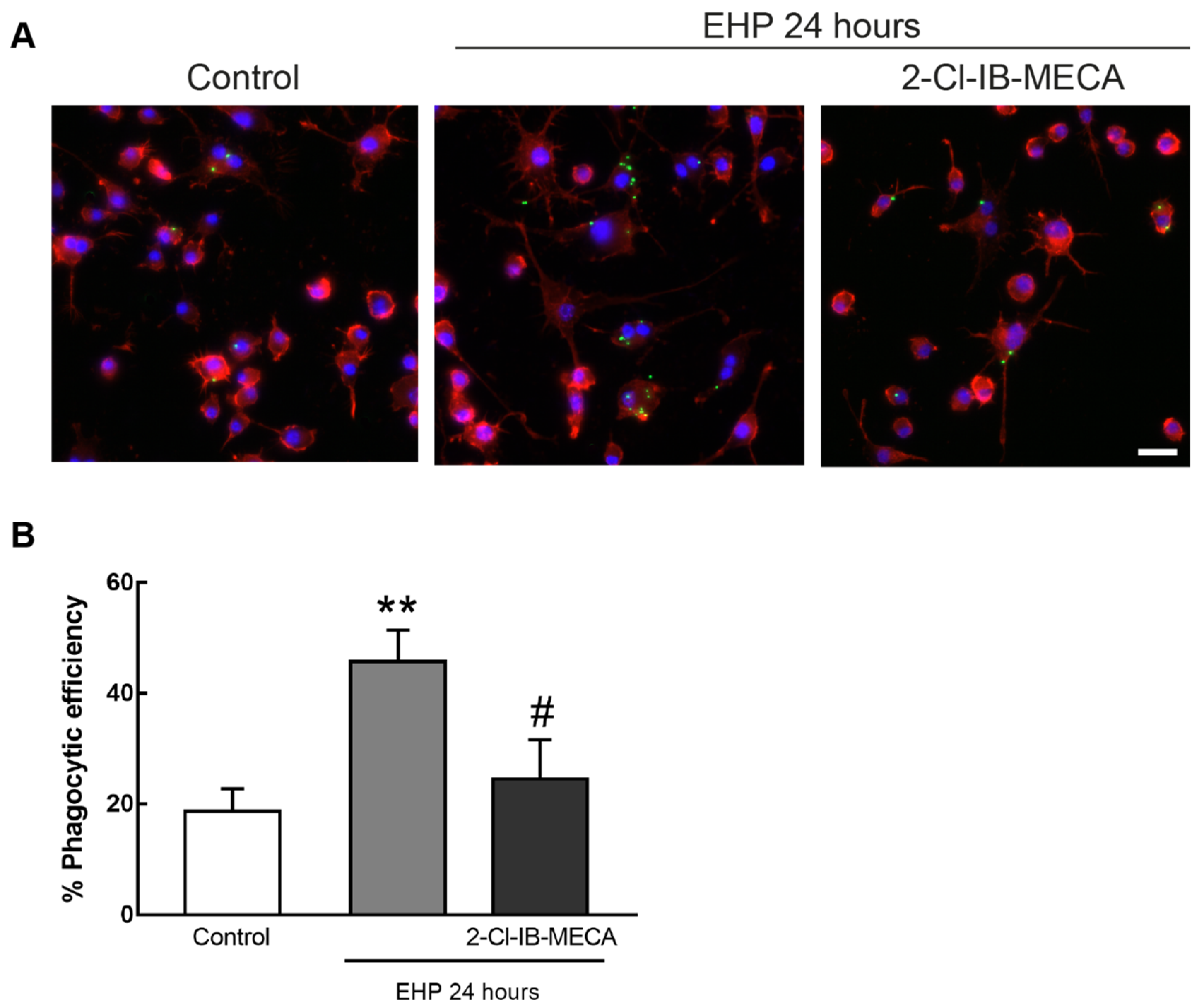 Ijms 21 07218 g005 Ijms 21 07218 g005