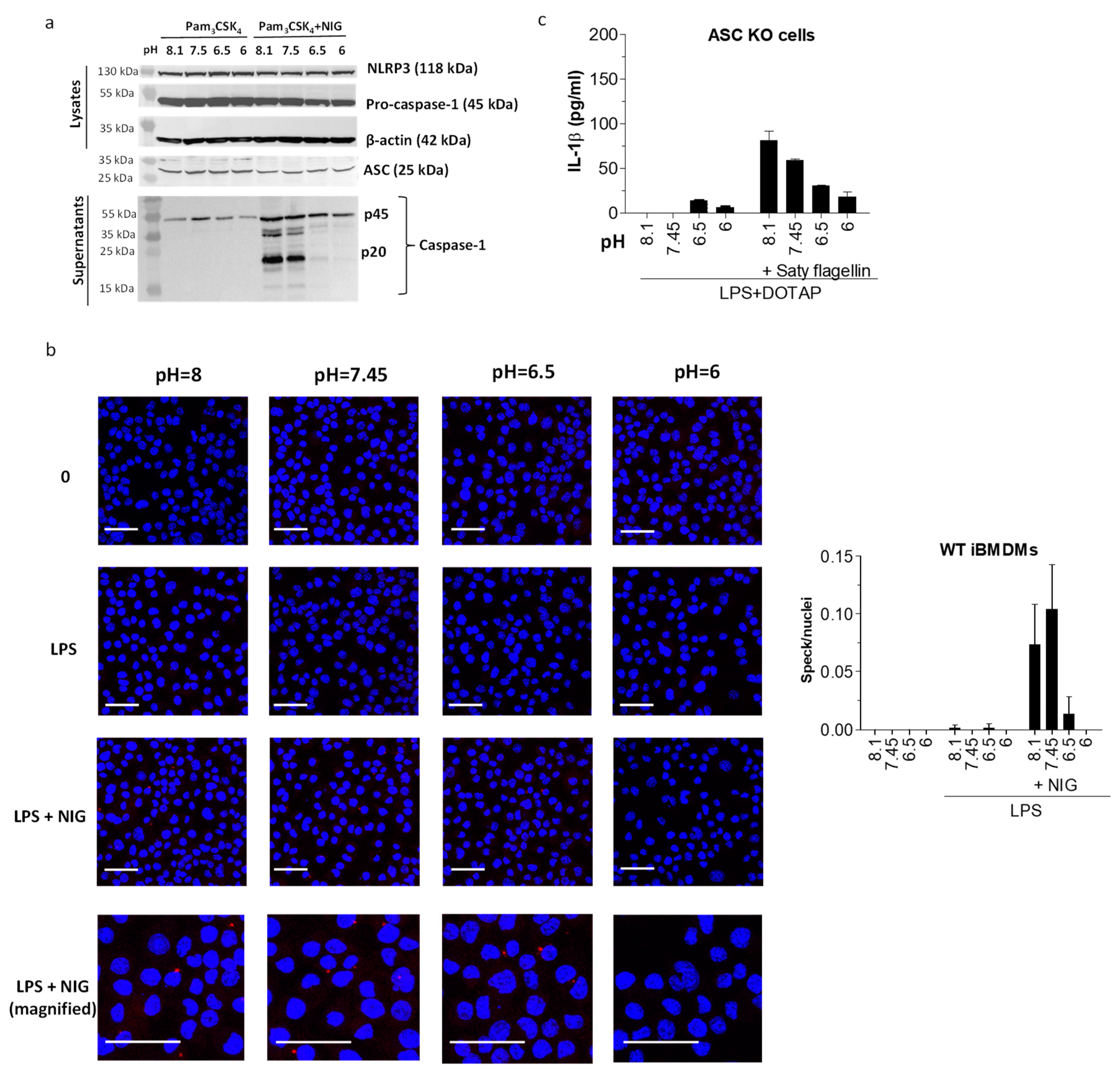Ijms 21 07229 g005 Ijms 21 07229 g005