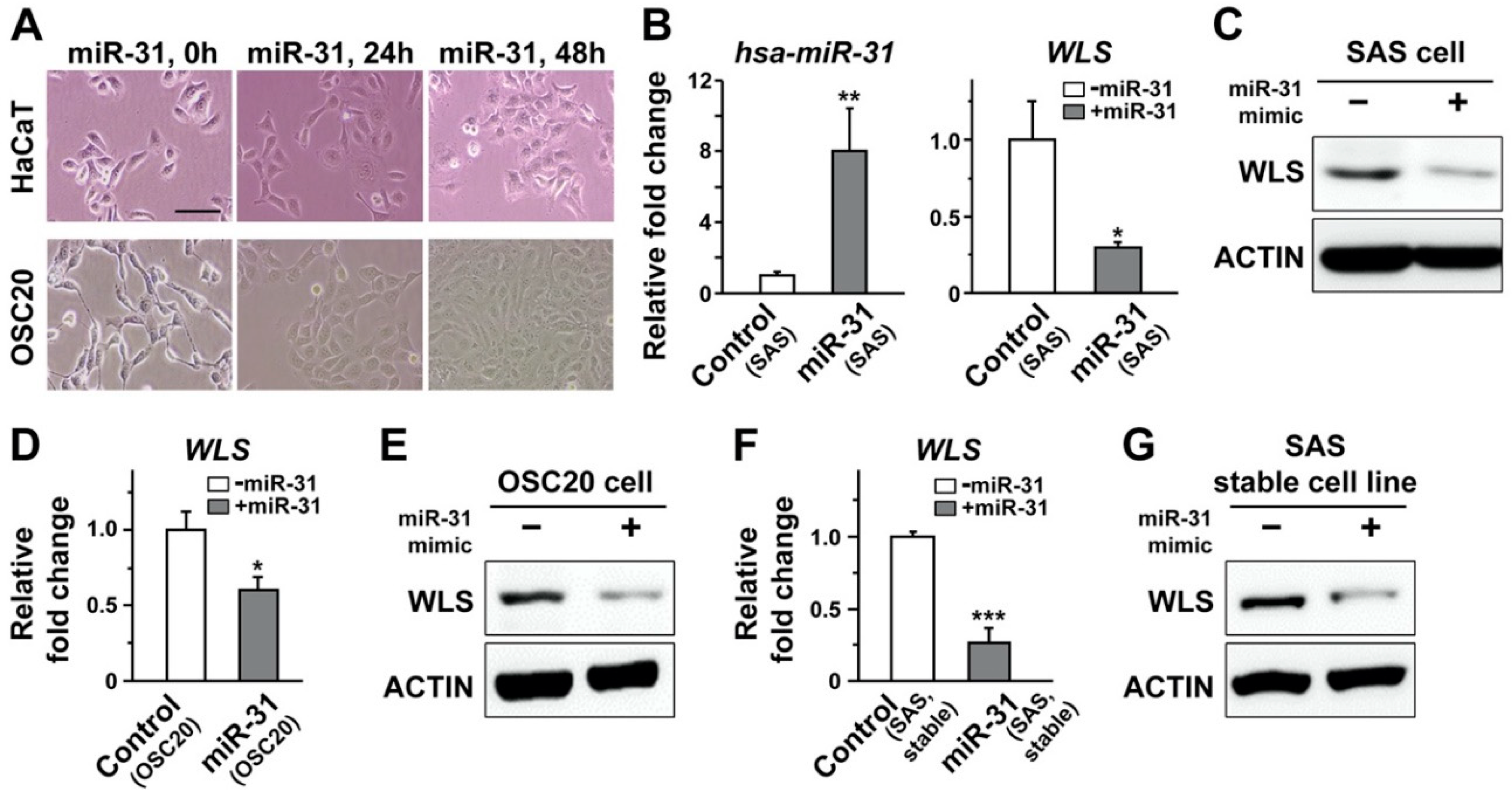 Ijms 21 07232 g004 Ijms 21 07232 g004