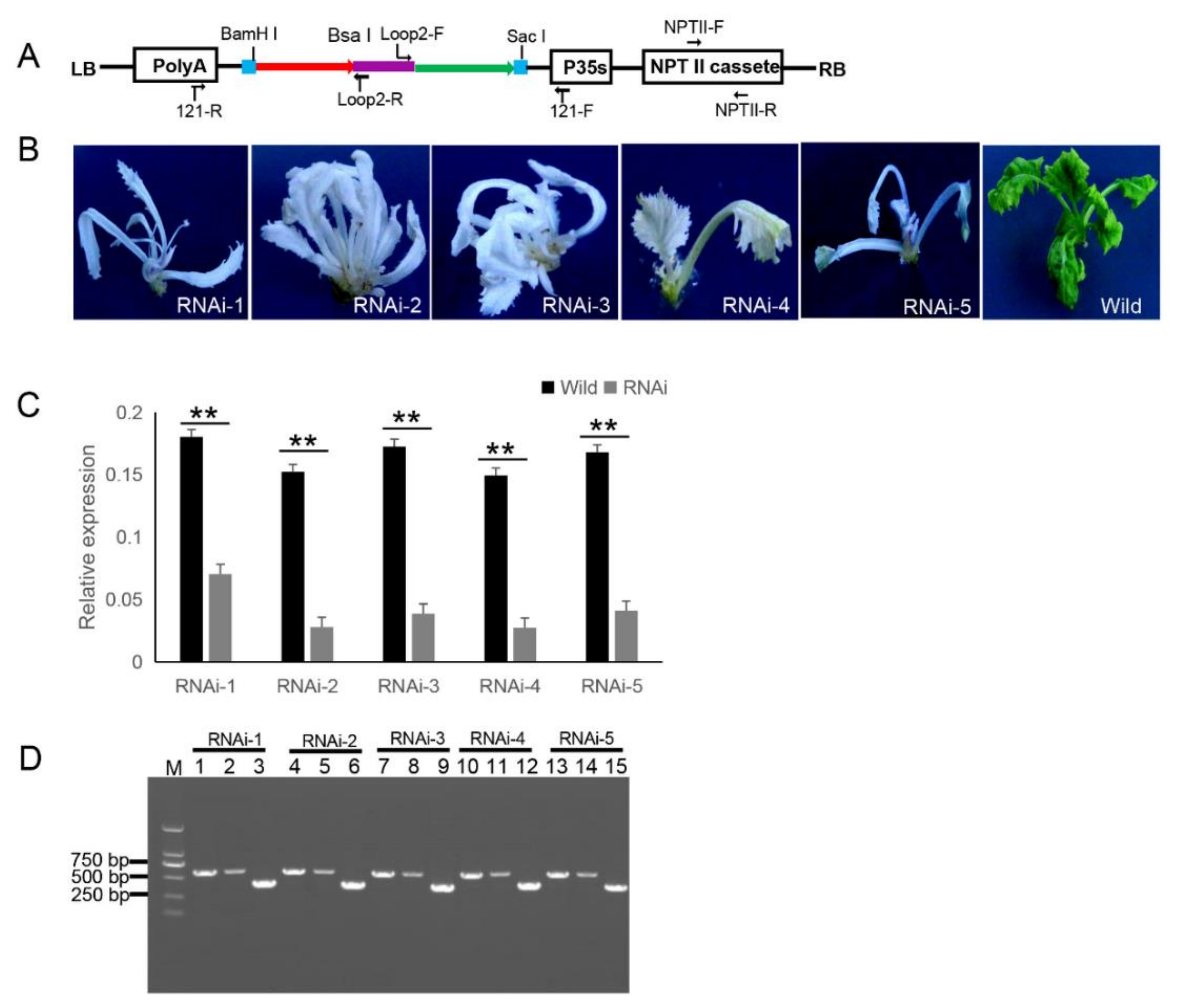 Ijms 21 07243 g003 Ijms 21 07243 g003