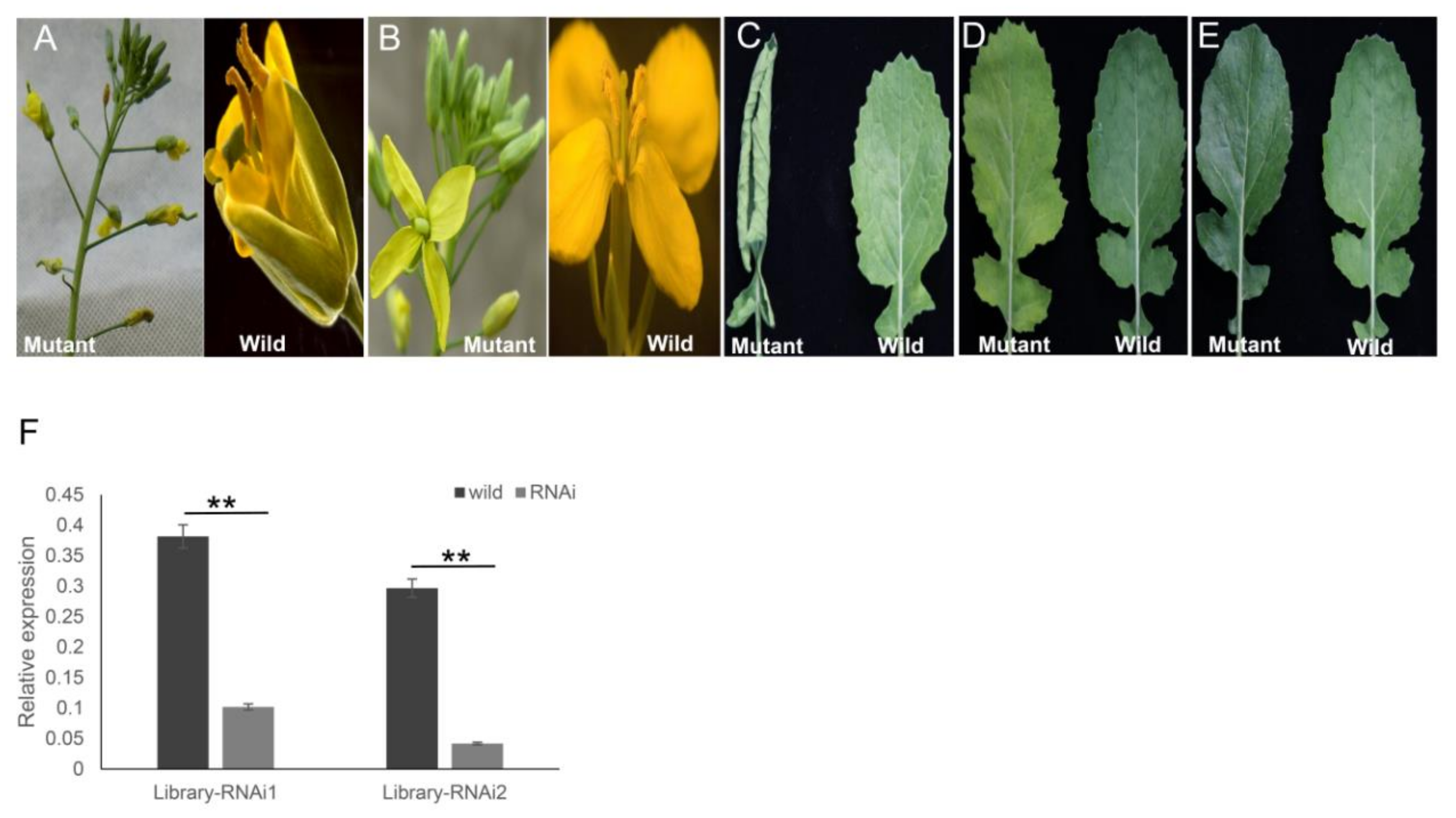 Ijms 21 07243 g006 Ijms 21 07243 g006