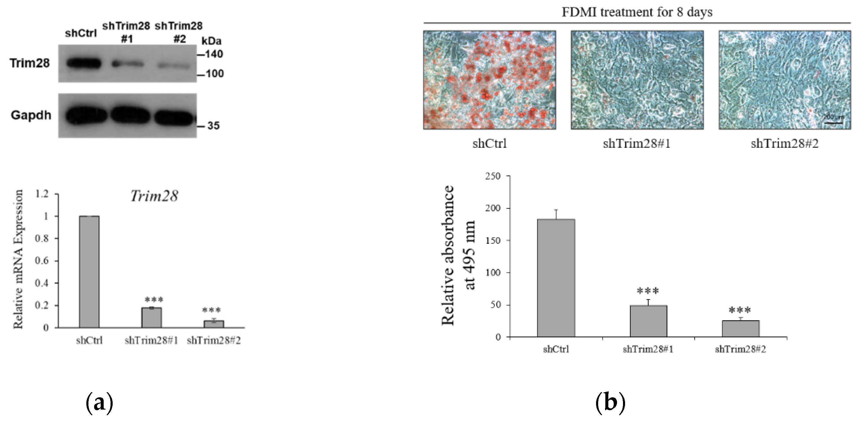 Ijms 21 07245 g001a Ijms 21 07245 g001a