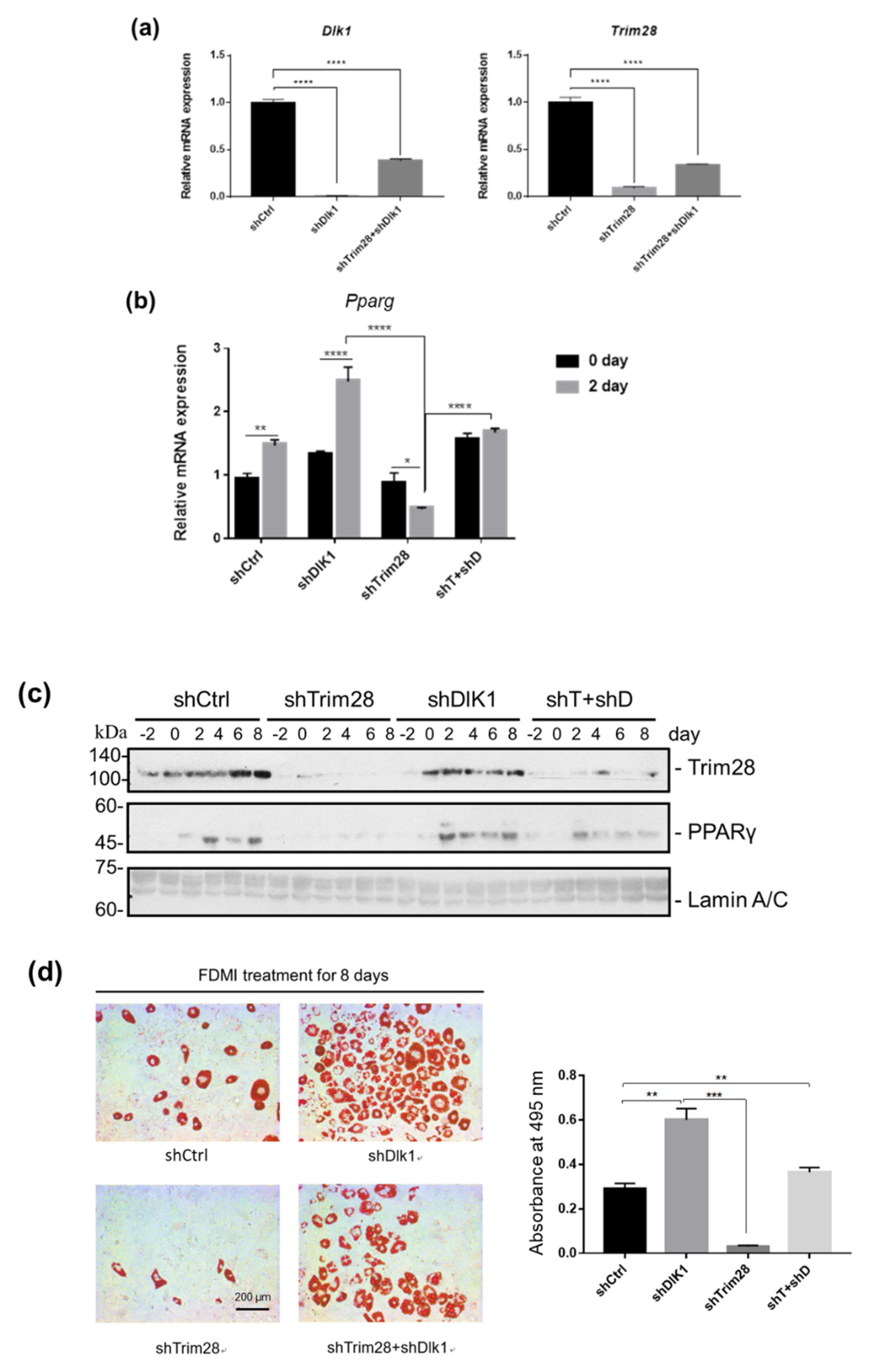 Ijms 21 07245 g004 Ijms 21 07245 g004