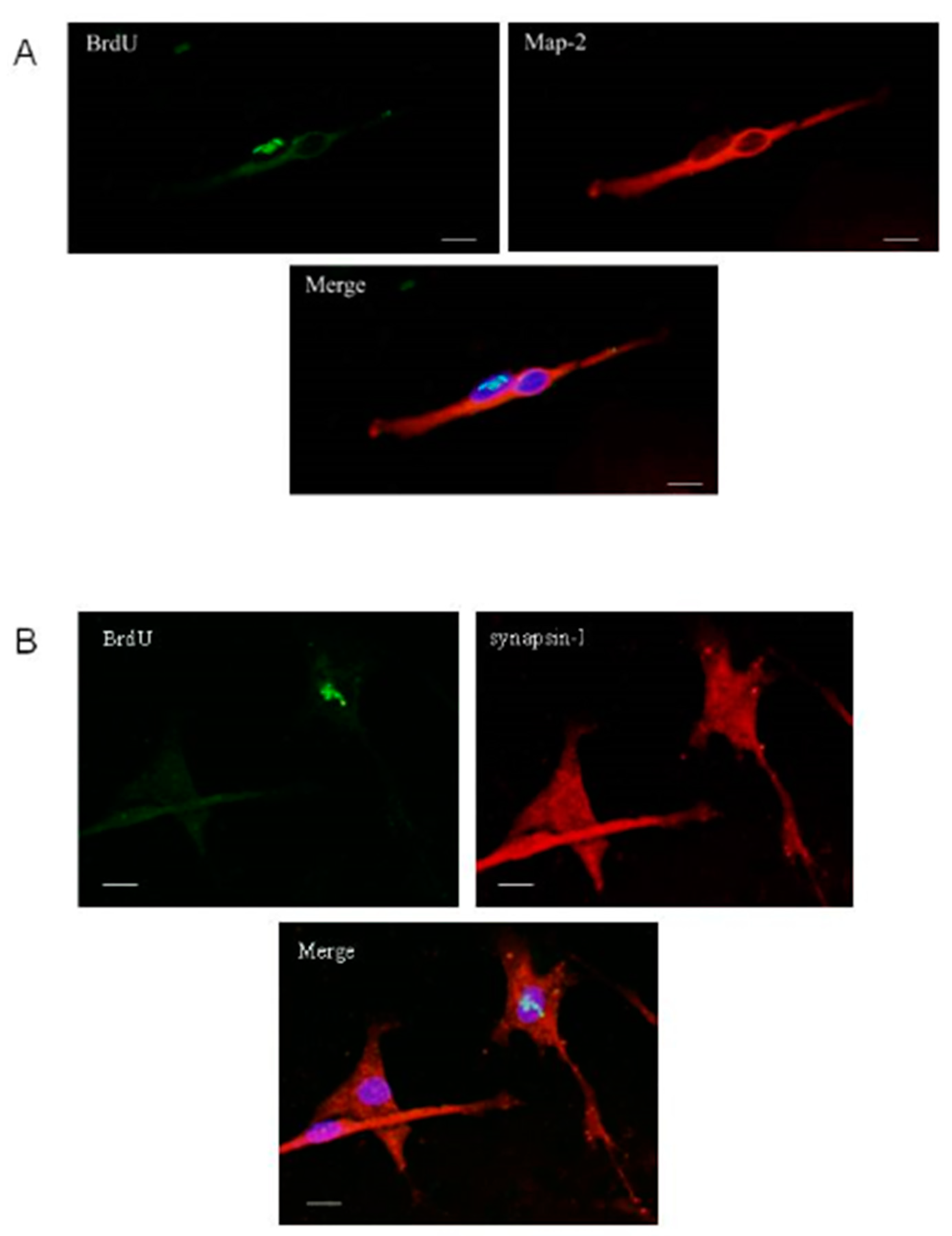 Ijms 21 07249 g007 Ijms 21 07249 g007