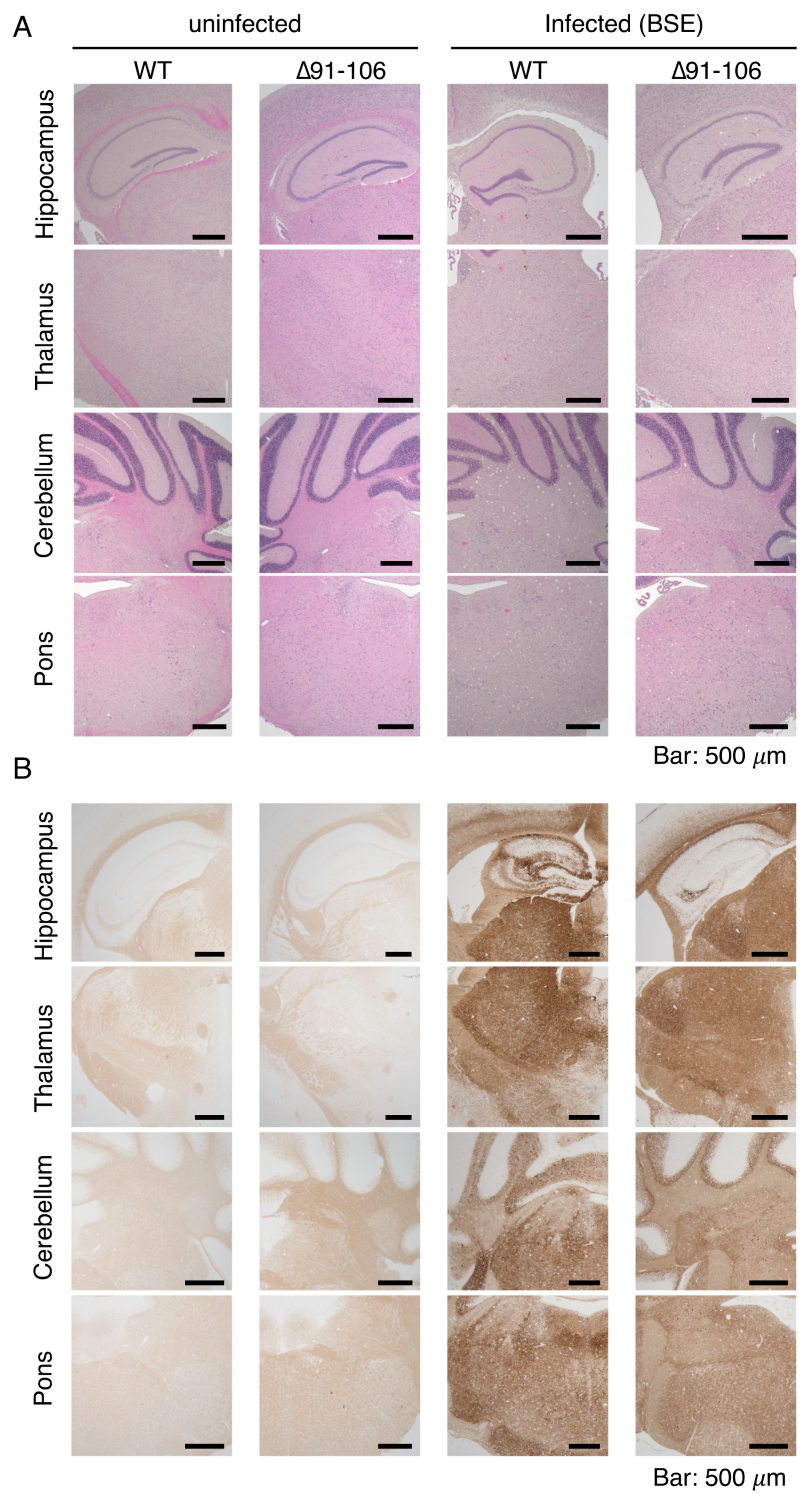 Ijms 21 07260 g004a Ijms 21 07260 g004a