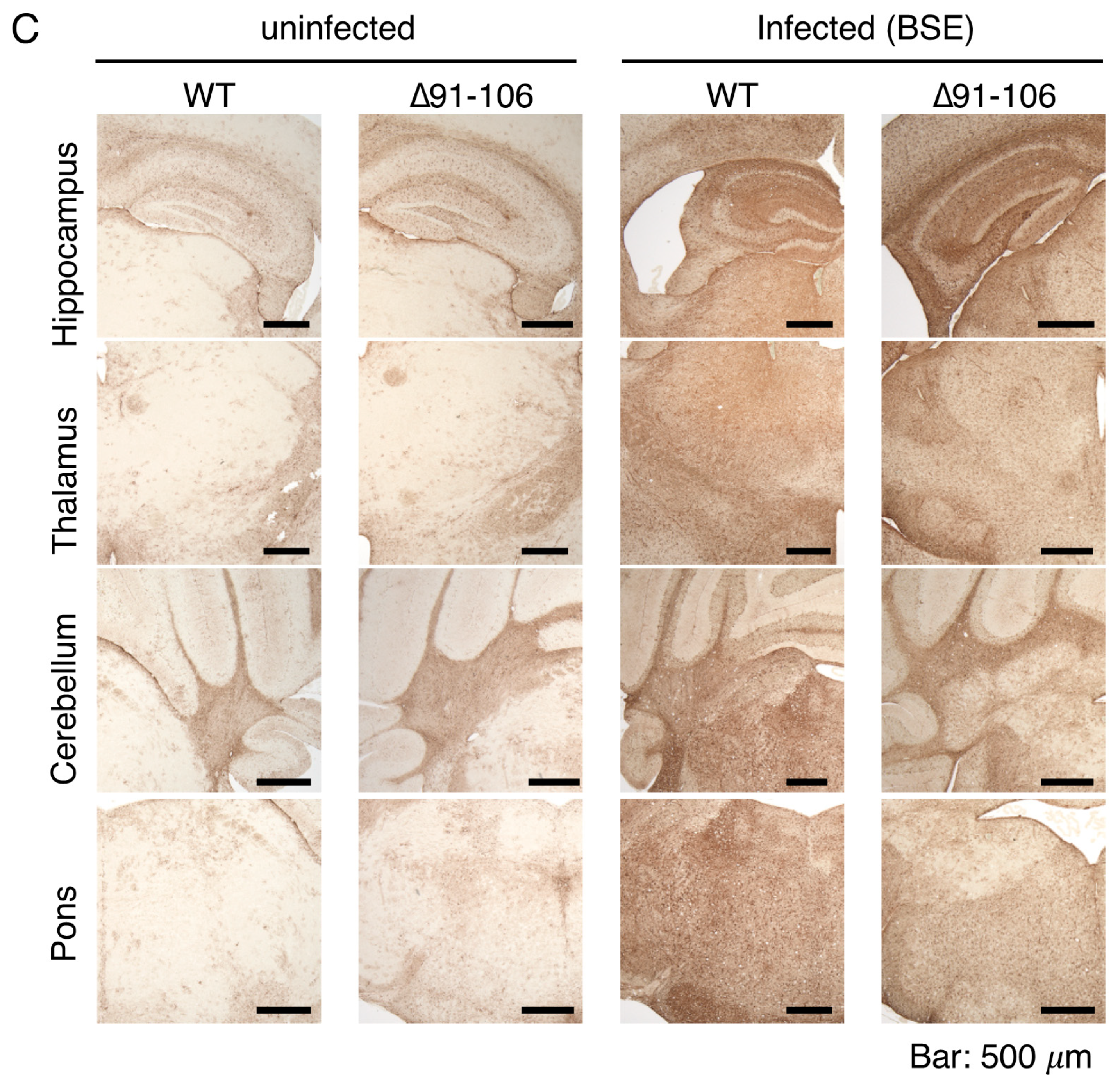 Ijms 21 07260 g004b Ijms 21 07260 g004b