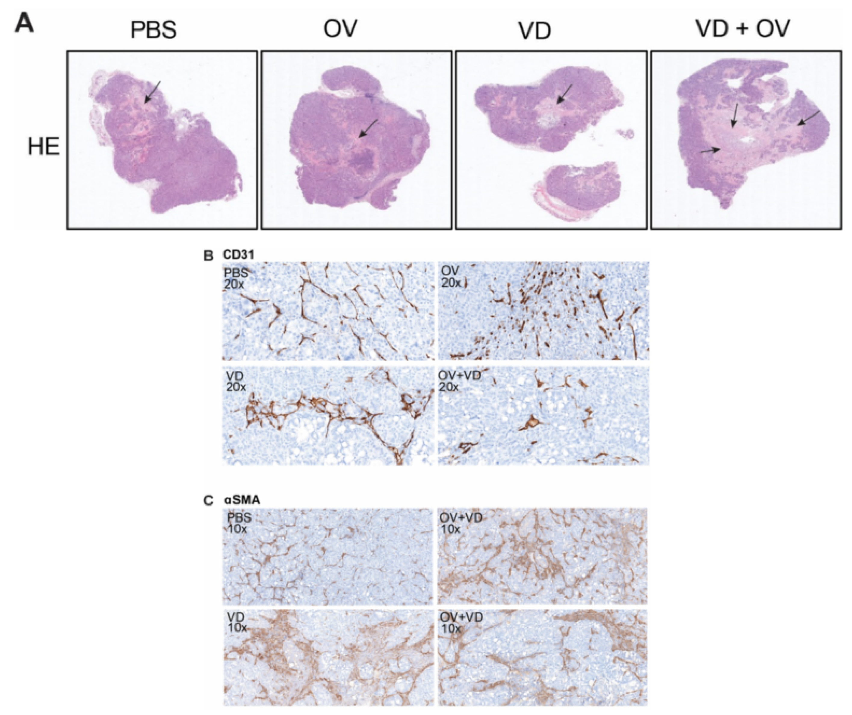 Ijms 21 07326 g004 Ijms 21 07326 g004