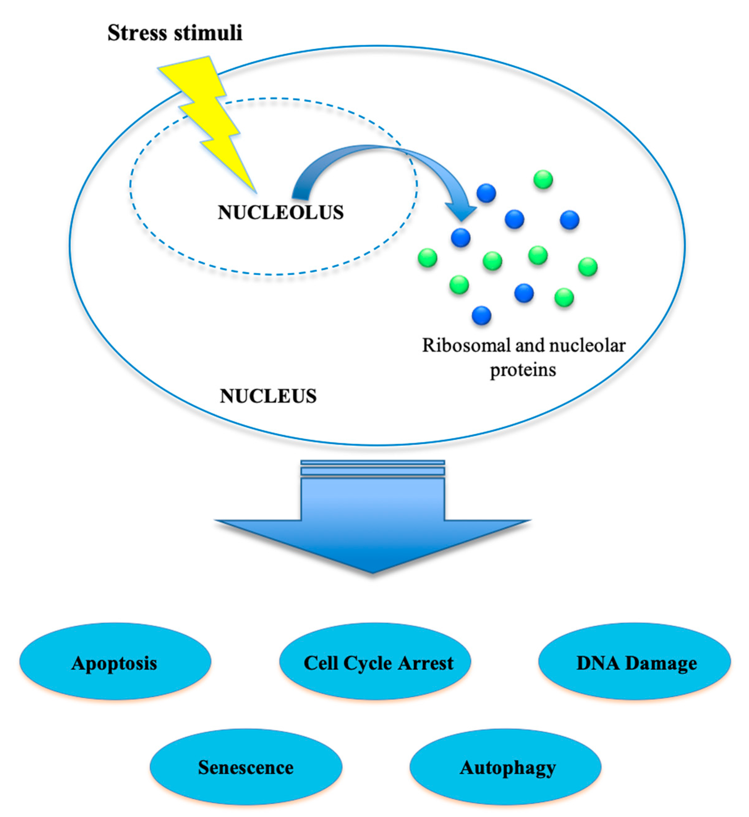 Ijms 21 07334 g001 Ijms 21 07334 g001