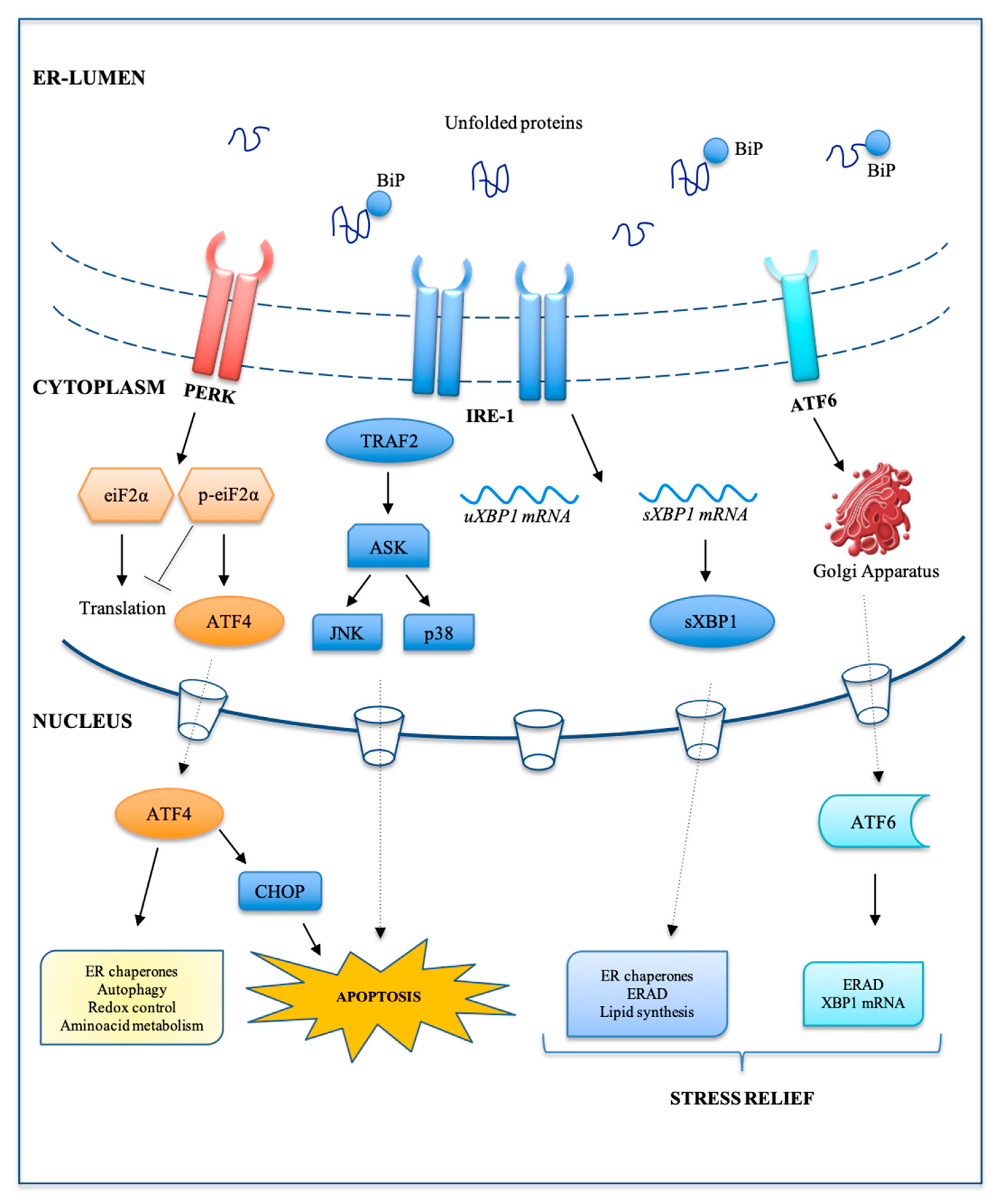 Ijms 21 07334 g003 Ijms 21 07334 g003
