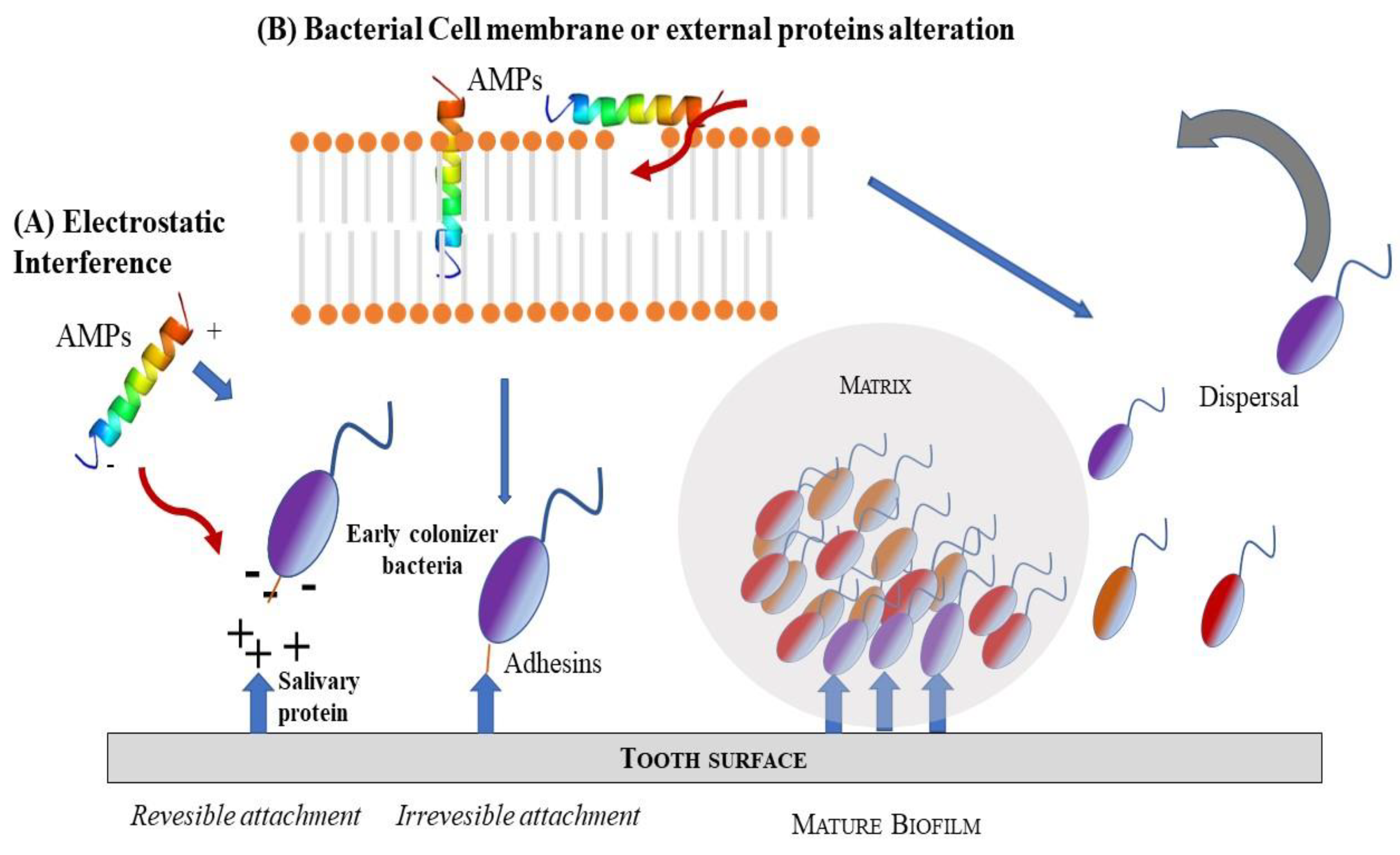 Ijms 21 07349 sch003