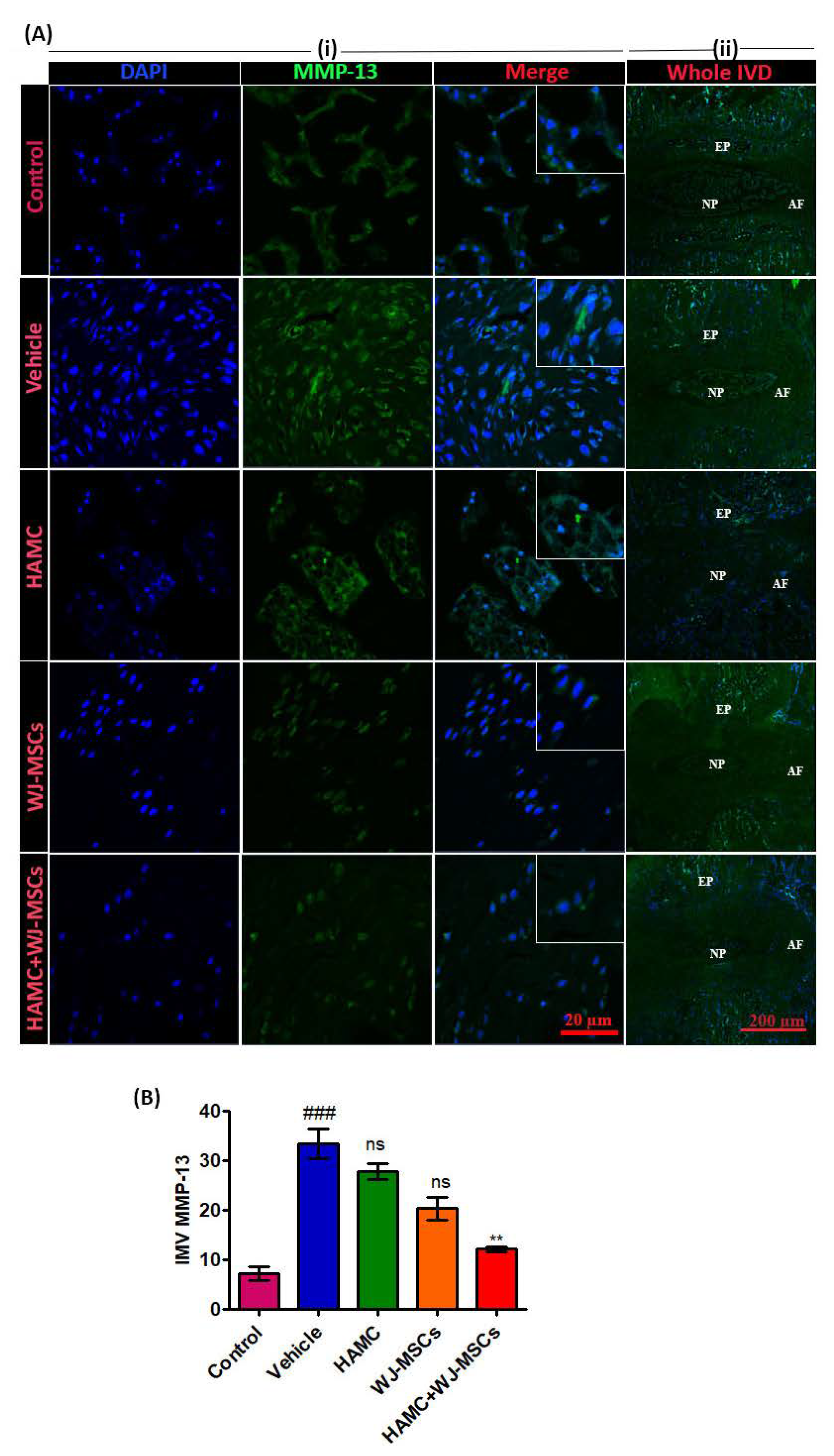 Ijms 21 07391 g005 Ijms 21 07391 g005