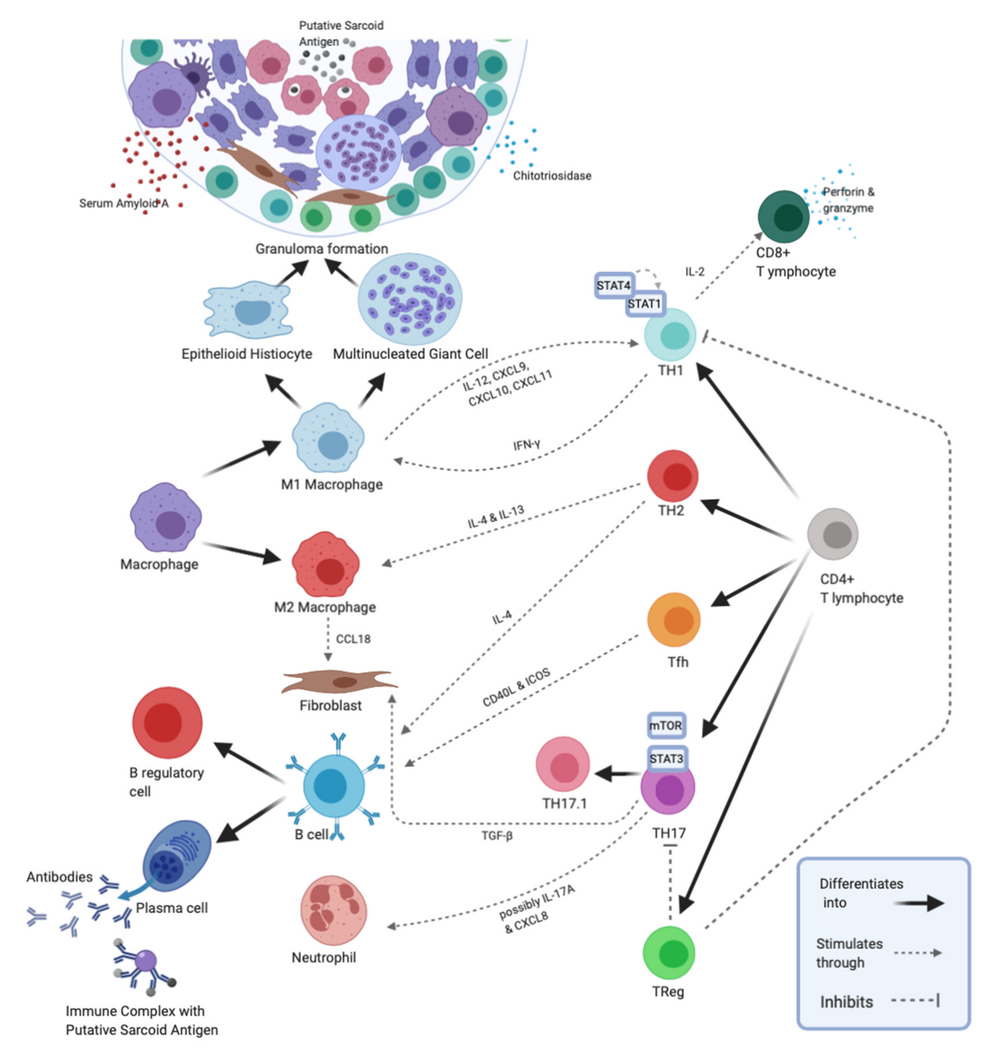 Ijms 21 07398 g001 Ijms 21 07398 g001