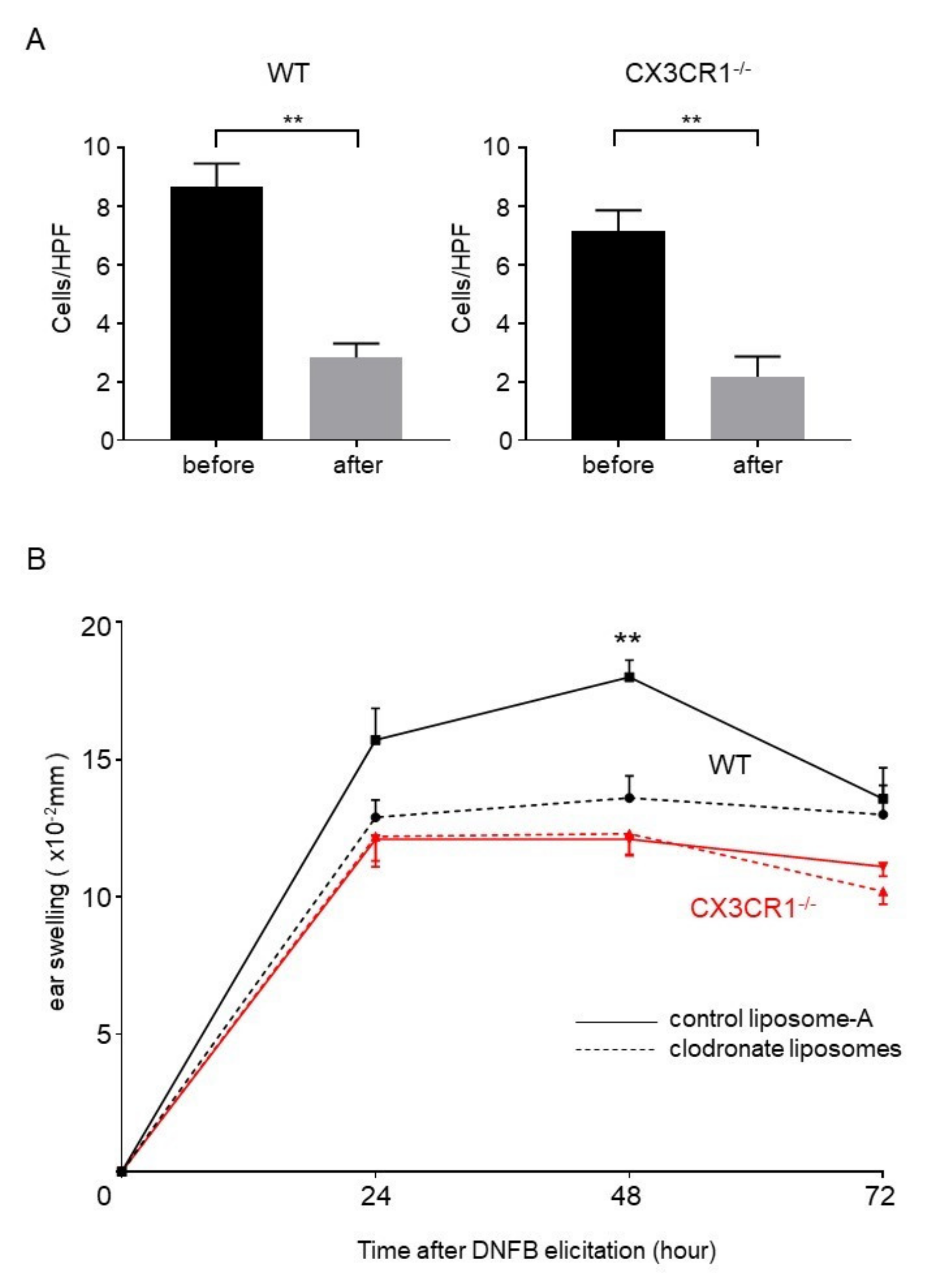 Ijms 21 07401 g005 Ijms 21 07401 g005