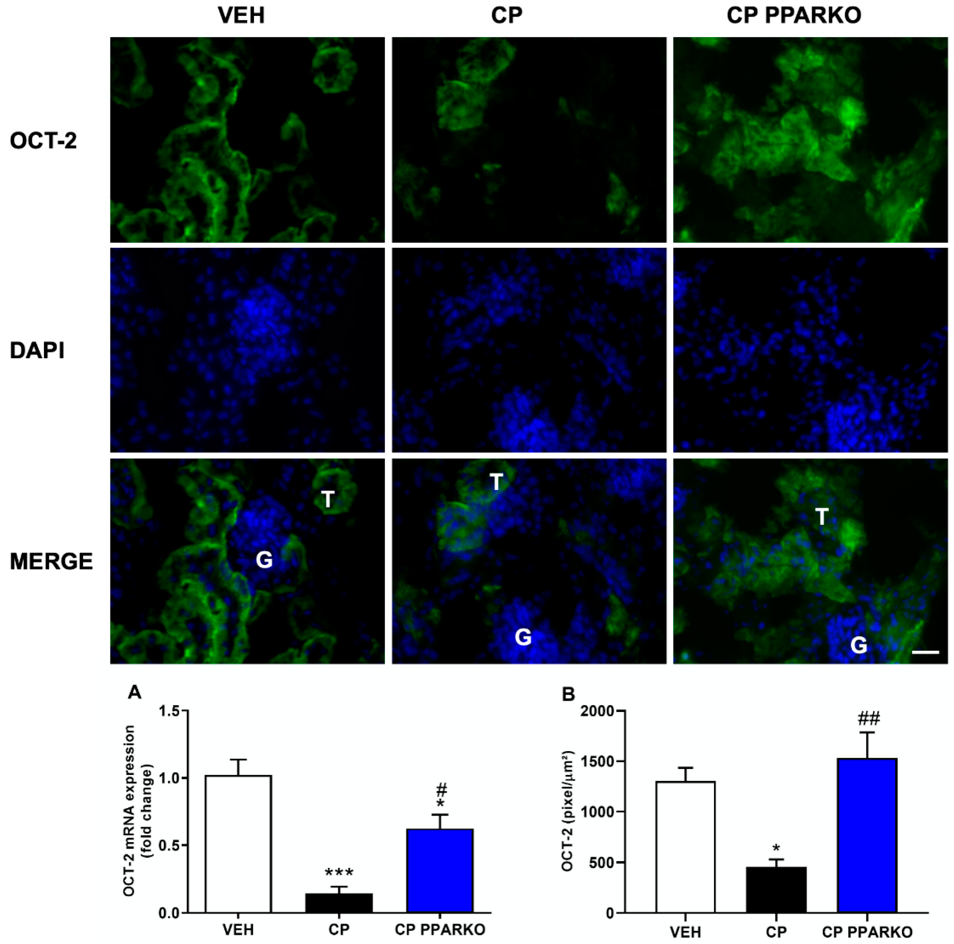 Ijms 21 07416 g004 Ijms 21 07416 g004