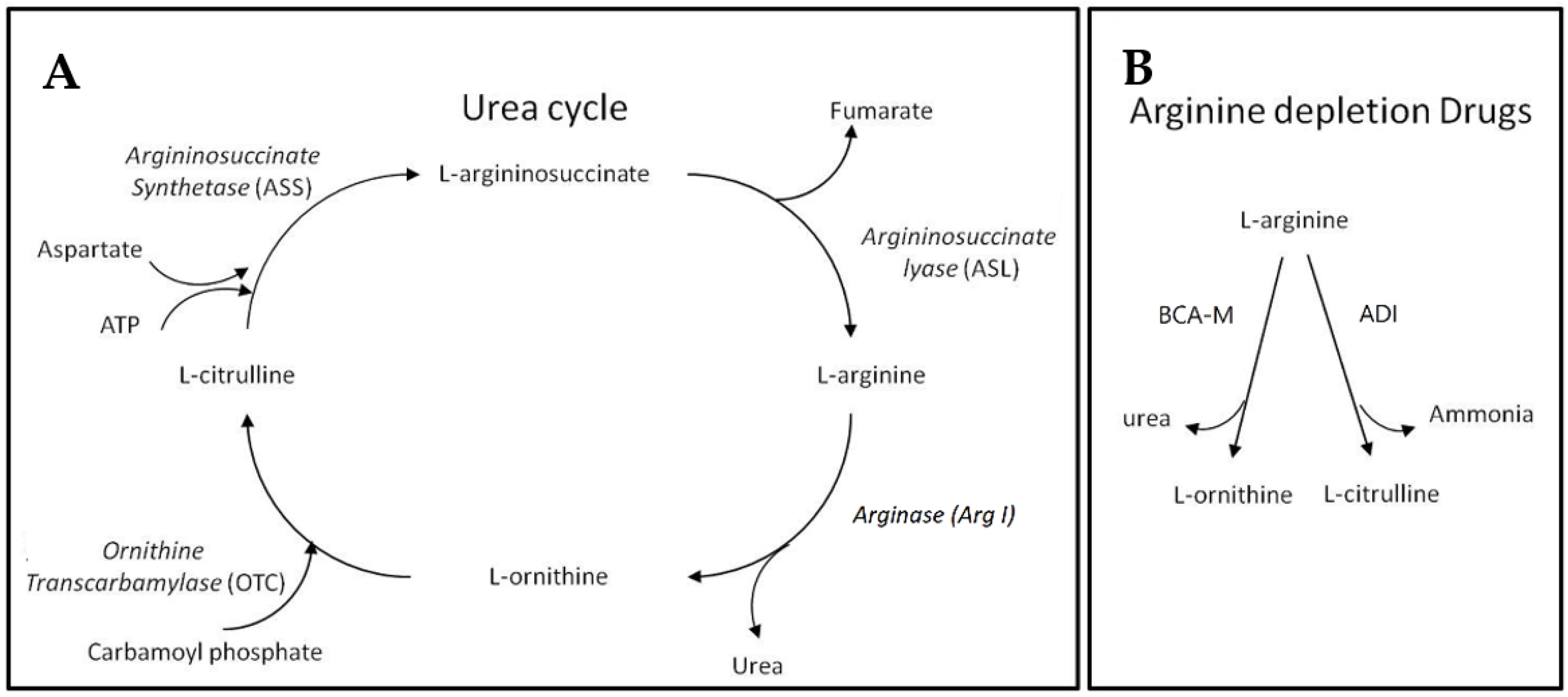 Ijms 21 07445 g001 Ijms 21 07445 g001