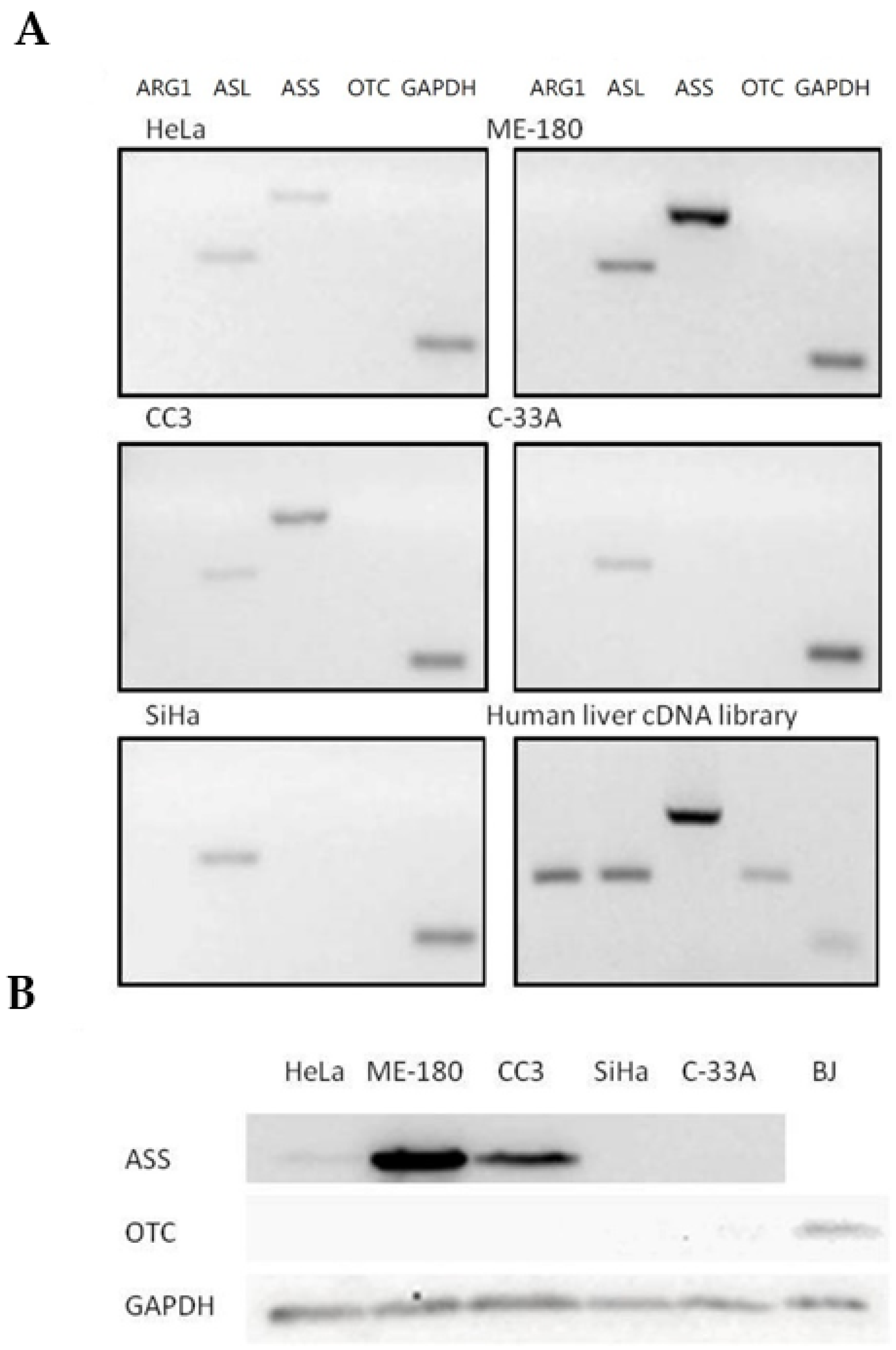 Ijms 21 07445 g003 Ijms 21 07445 g003