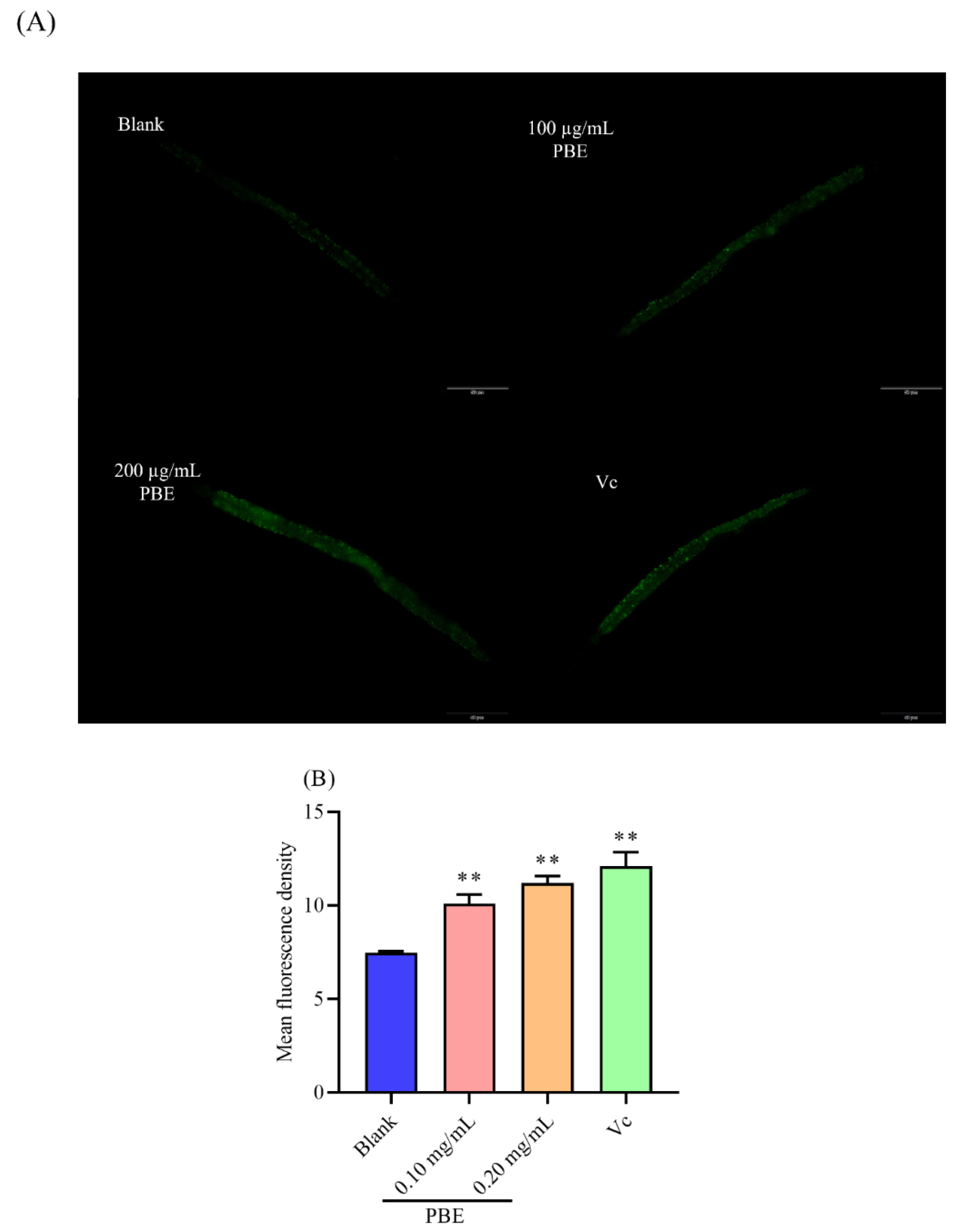 Ijms 21 07456 g006 Ijms 21 07456 g006