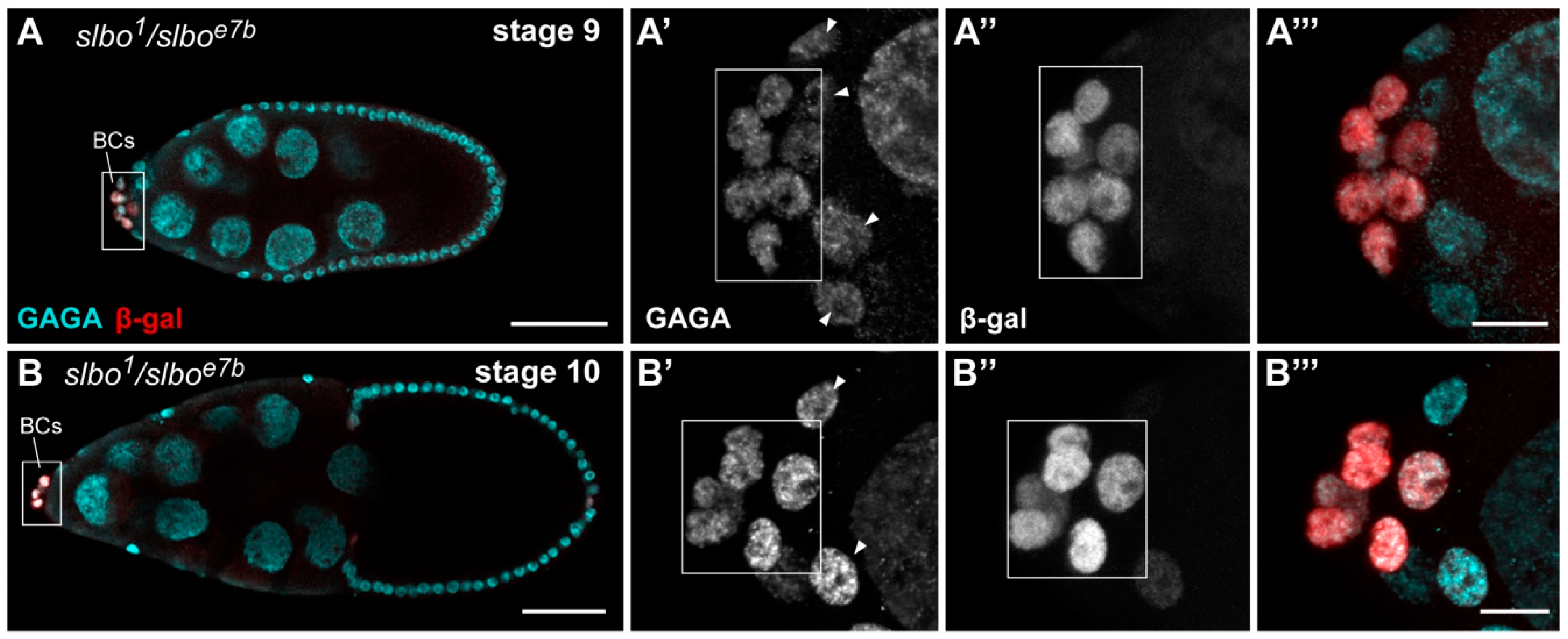 Ijms 21 07468 g005 Ijms 21 07468 g005