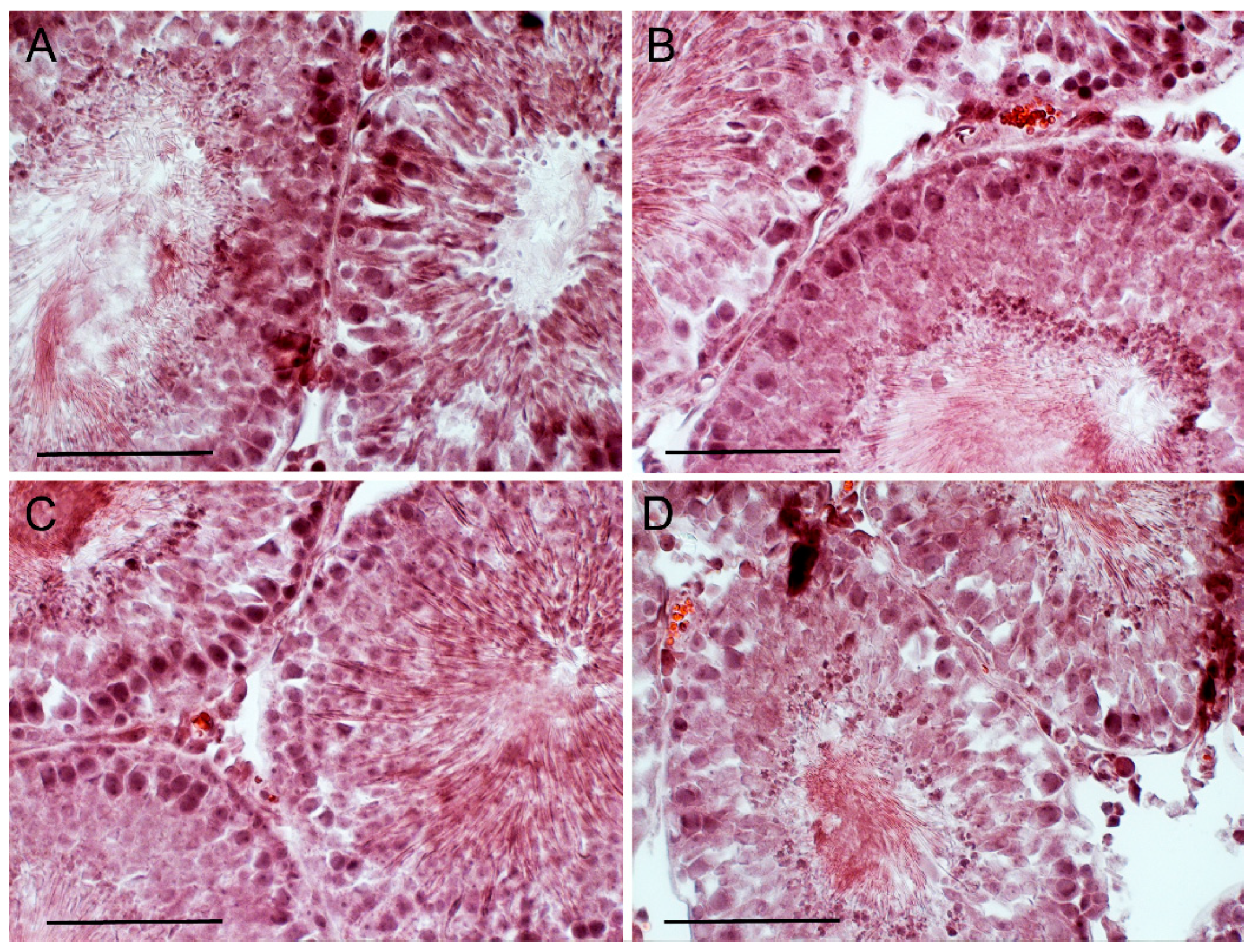 Ijms 21 07493 g007 Ijms 21 07493 g007