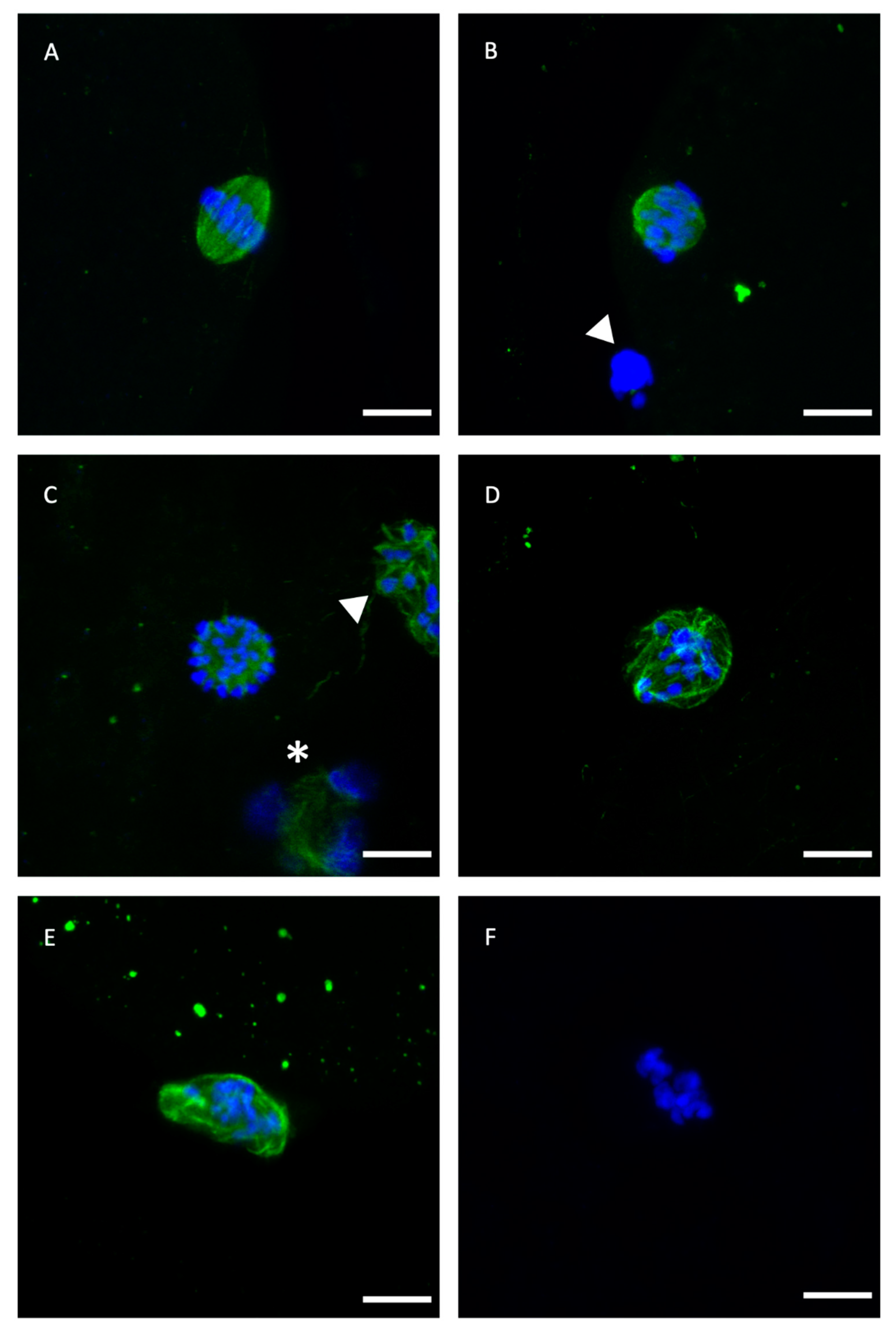 Ijms 21 07547 g001 Ijms 21 07547 g001