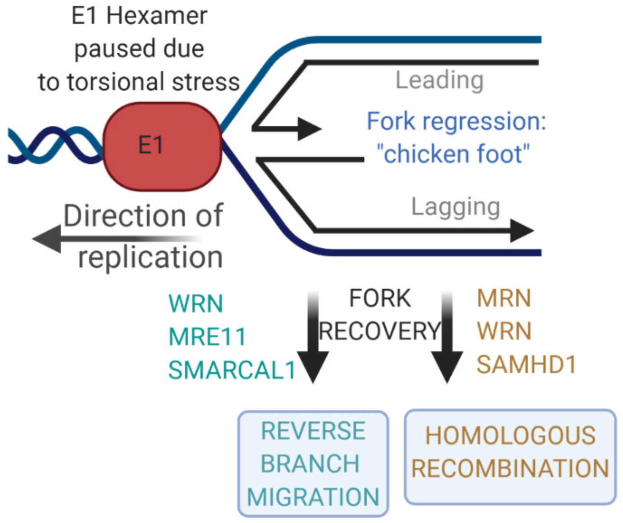 Ijms 21 07564 g001 Ijms 21 07564 g001