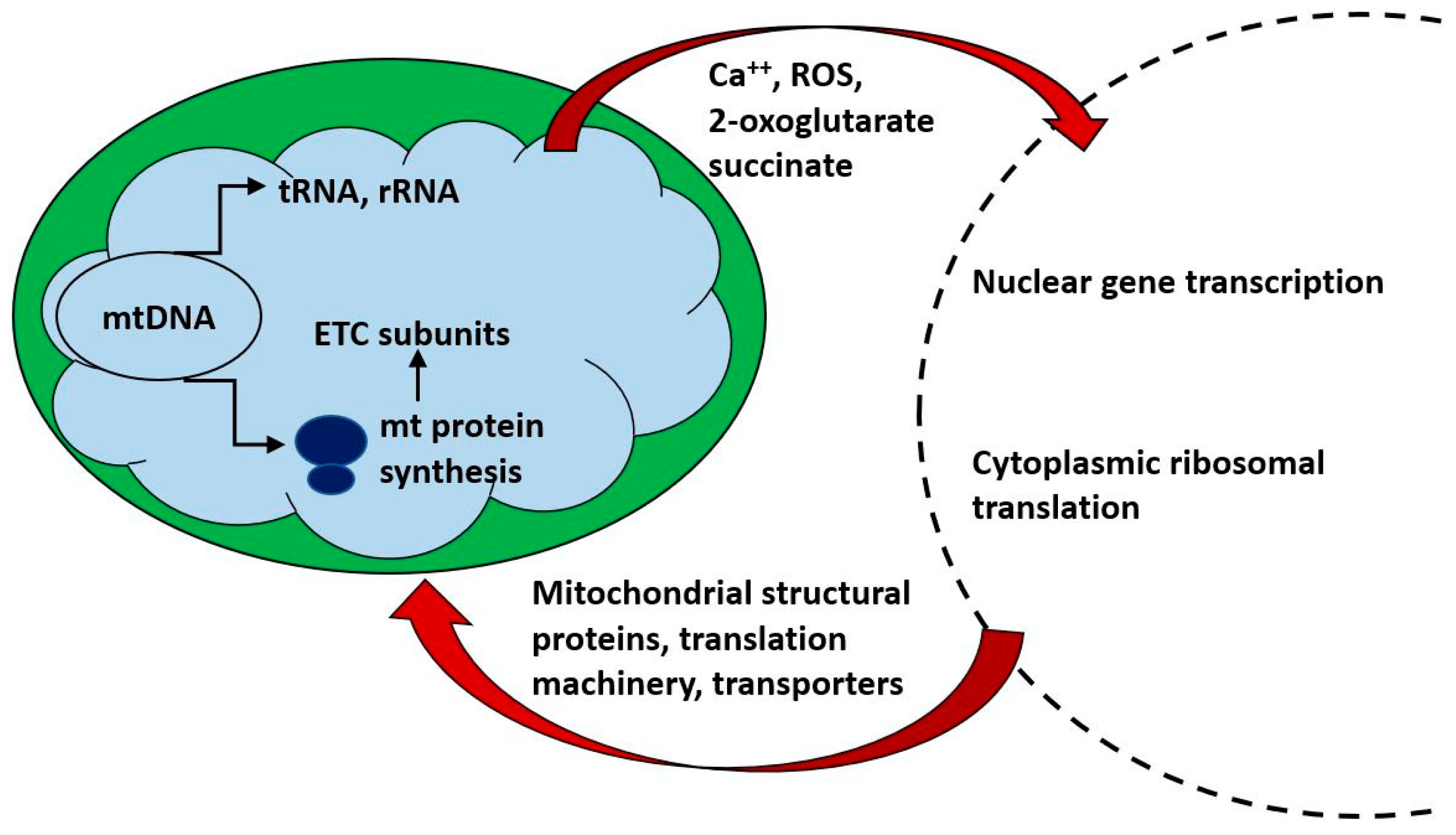 Ijms 21 07580 g002 Ijms 21 07580 g002