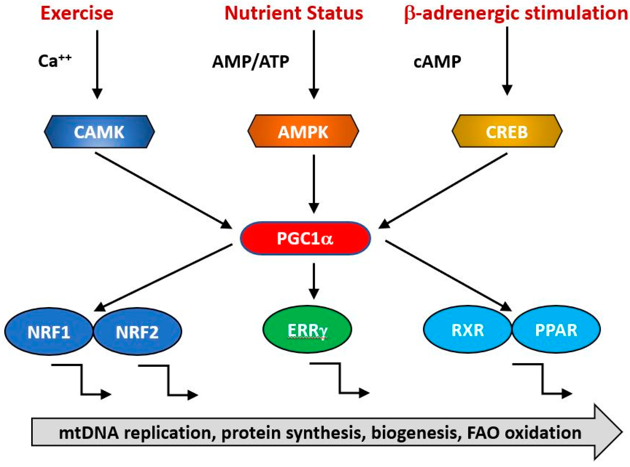 Ijms 21 07580 g003 Ijms 21 07580 g003