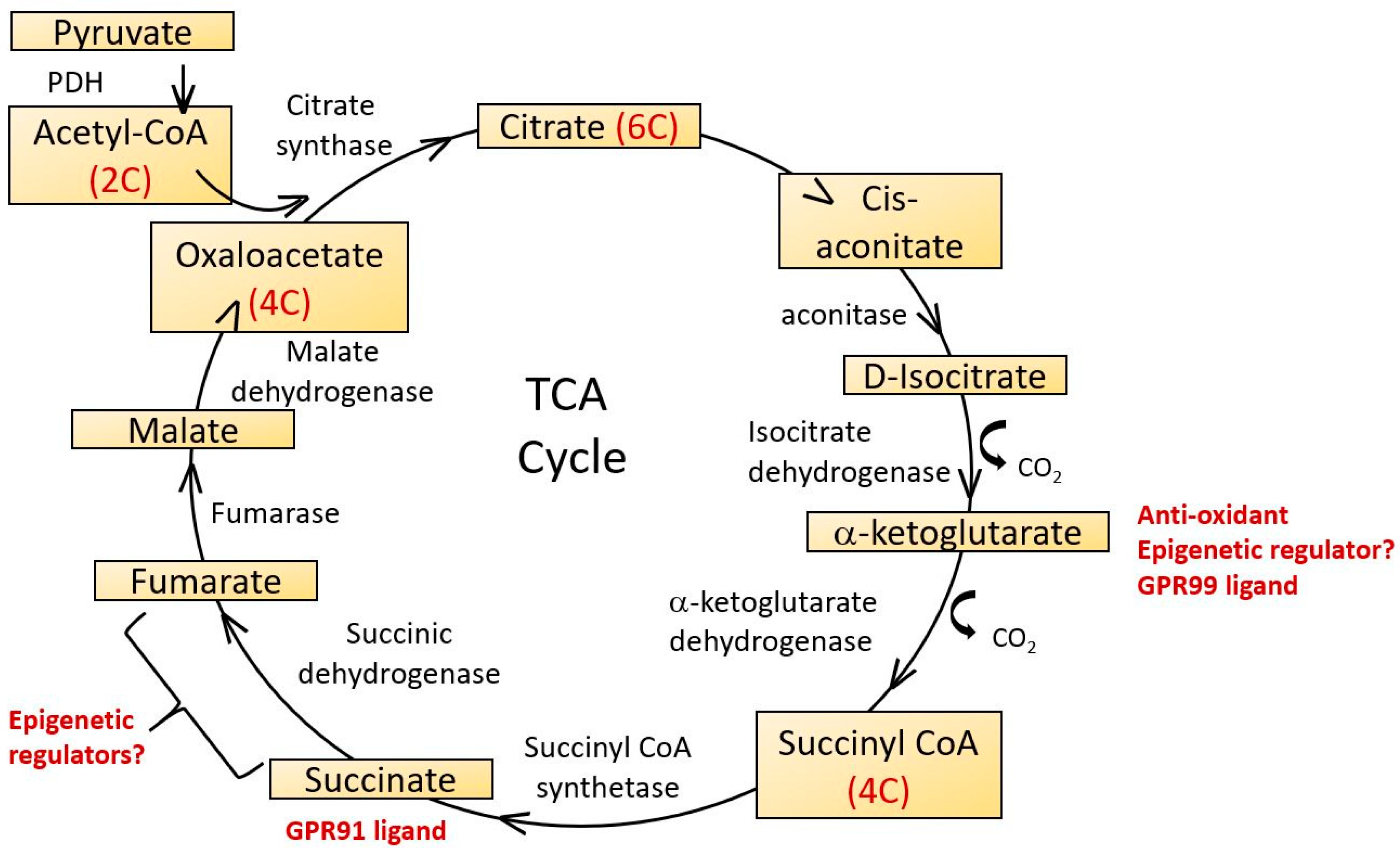 Ijms 21 07580 g004 Ijms 21 07580 g004