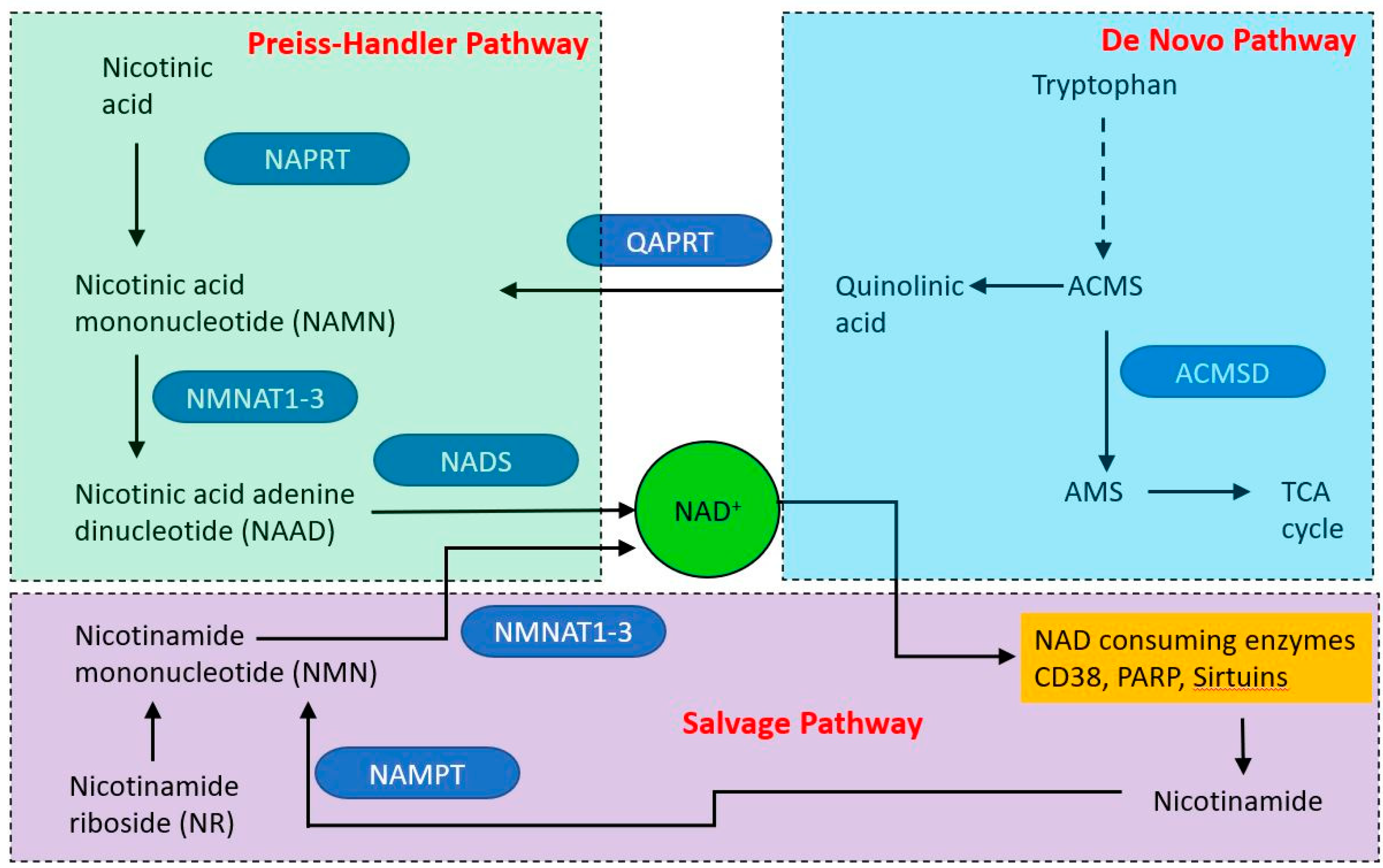 Ijms 21 07580 g005 Ijms 21 07580 g005