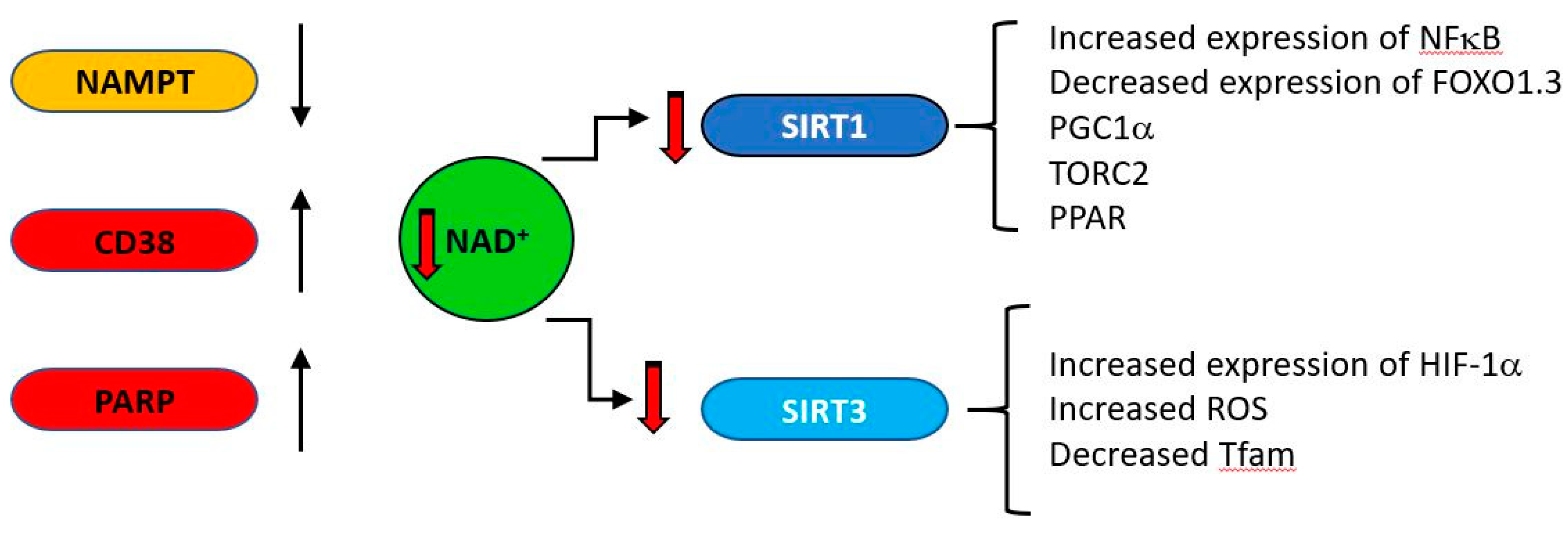 Ijms 21 07580 g006 Ijms 21 07580 g006