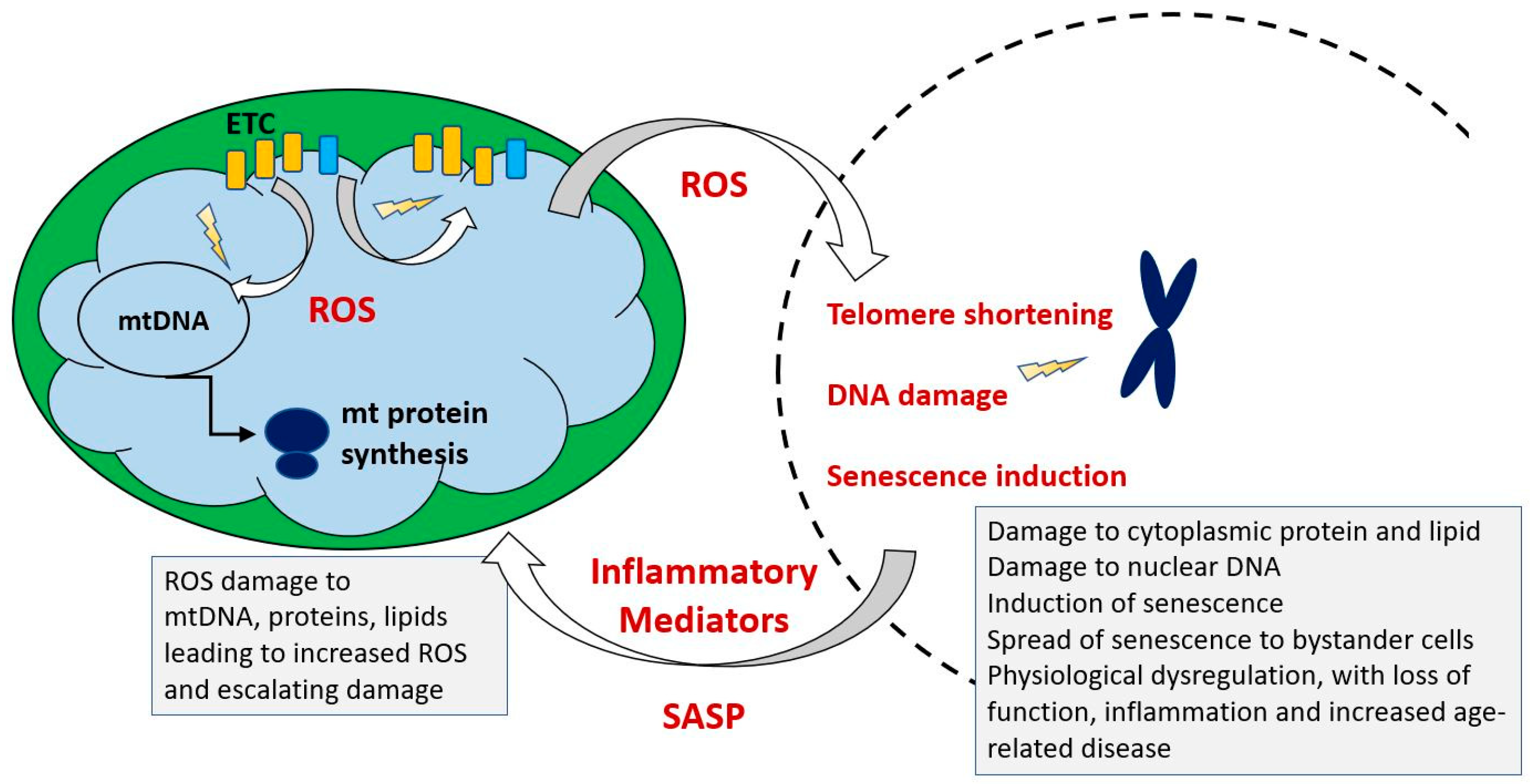 Ijms 21 07580 g008 Ijms 21 07580 g008