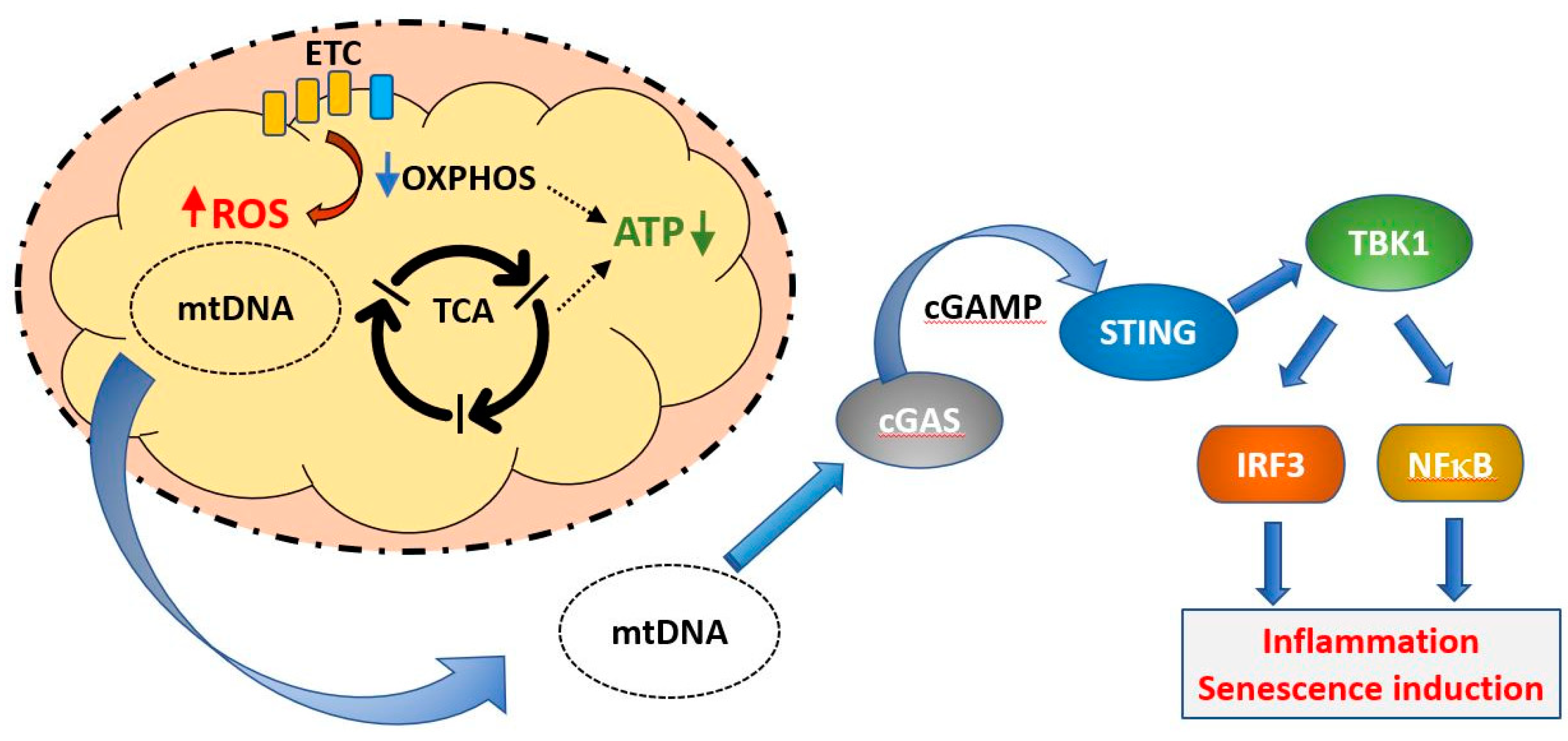 Ijms 21 07580 g009 Ijms 21 07580 g009