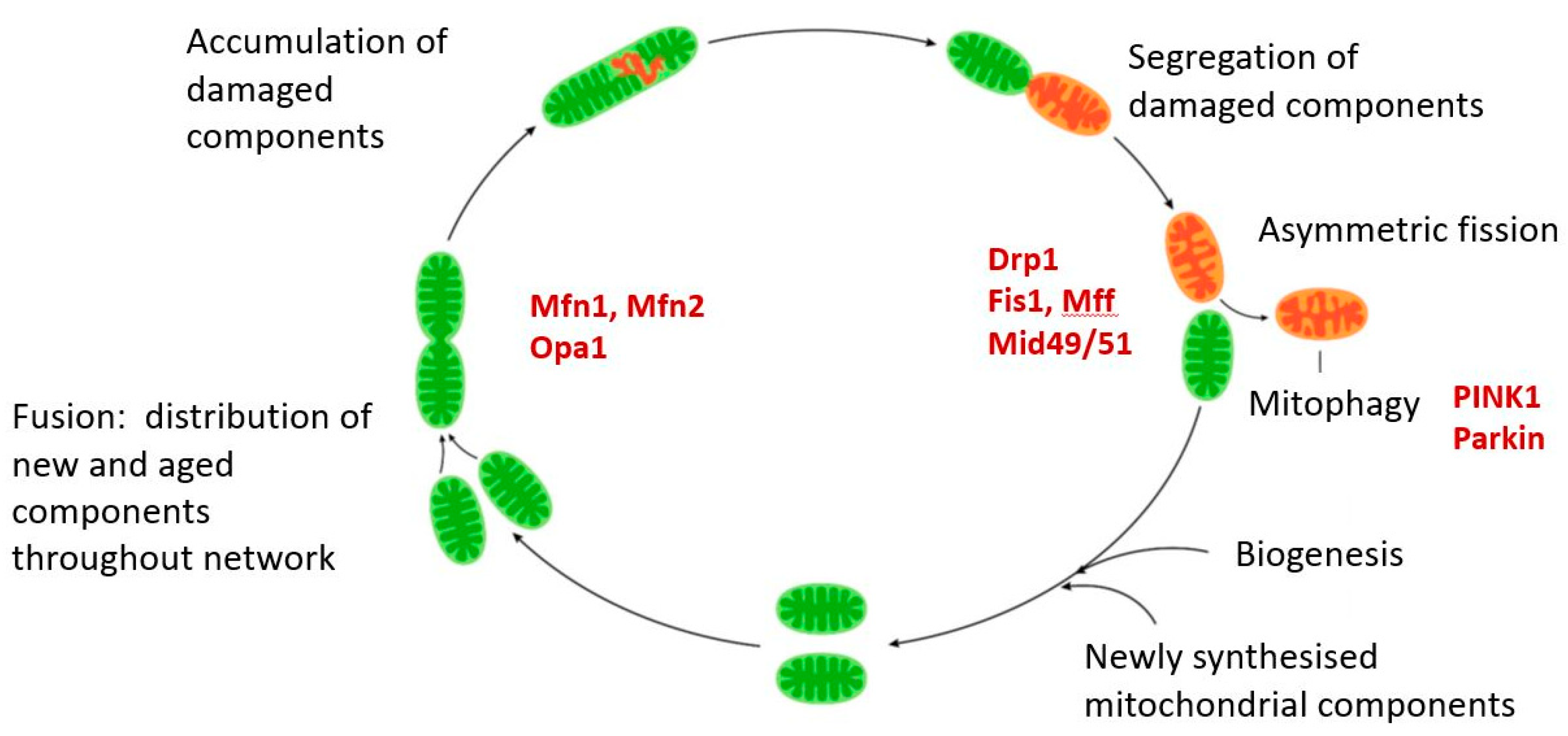Ijms 21 07580 g010 Ijms 21 07580 g010