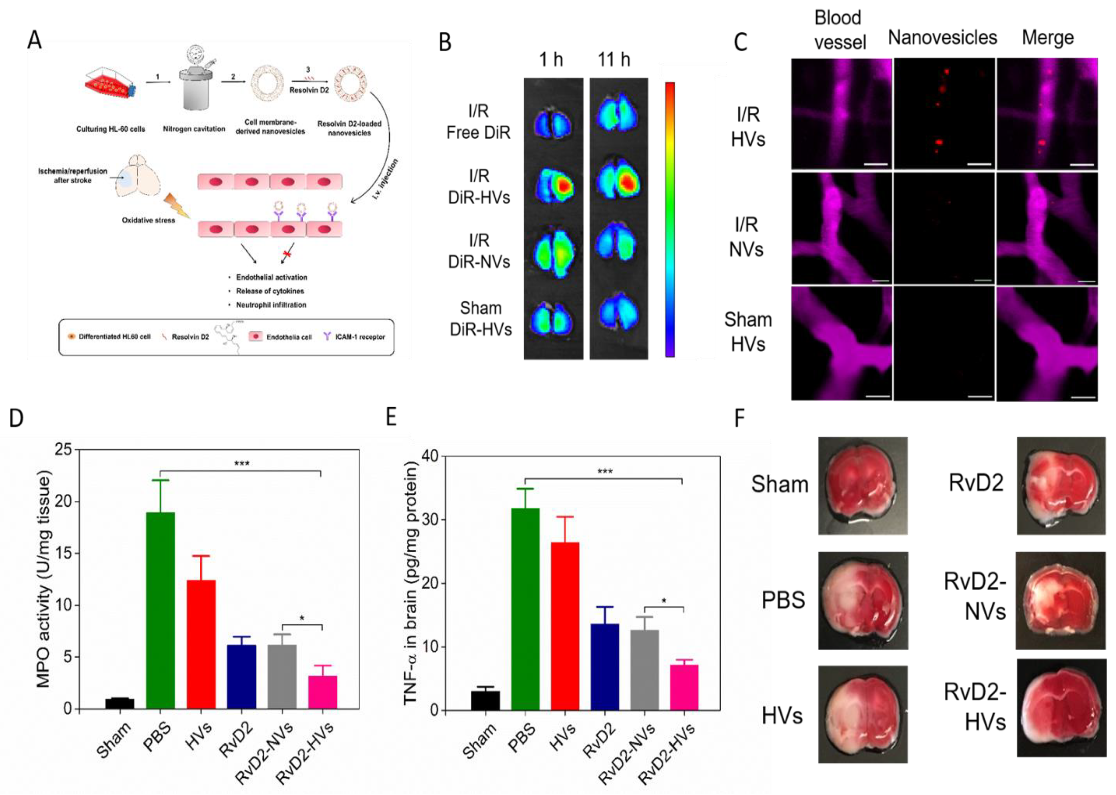 Ijms 21 07600 g005 Ijms 21 07600 g005