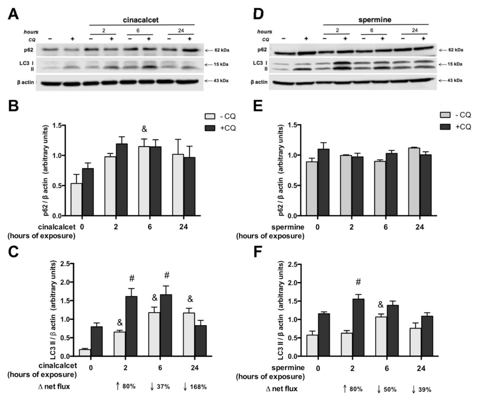 Ijms 21 07617 g003 Ijms 21 07617 g003