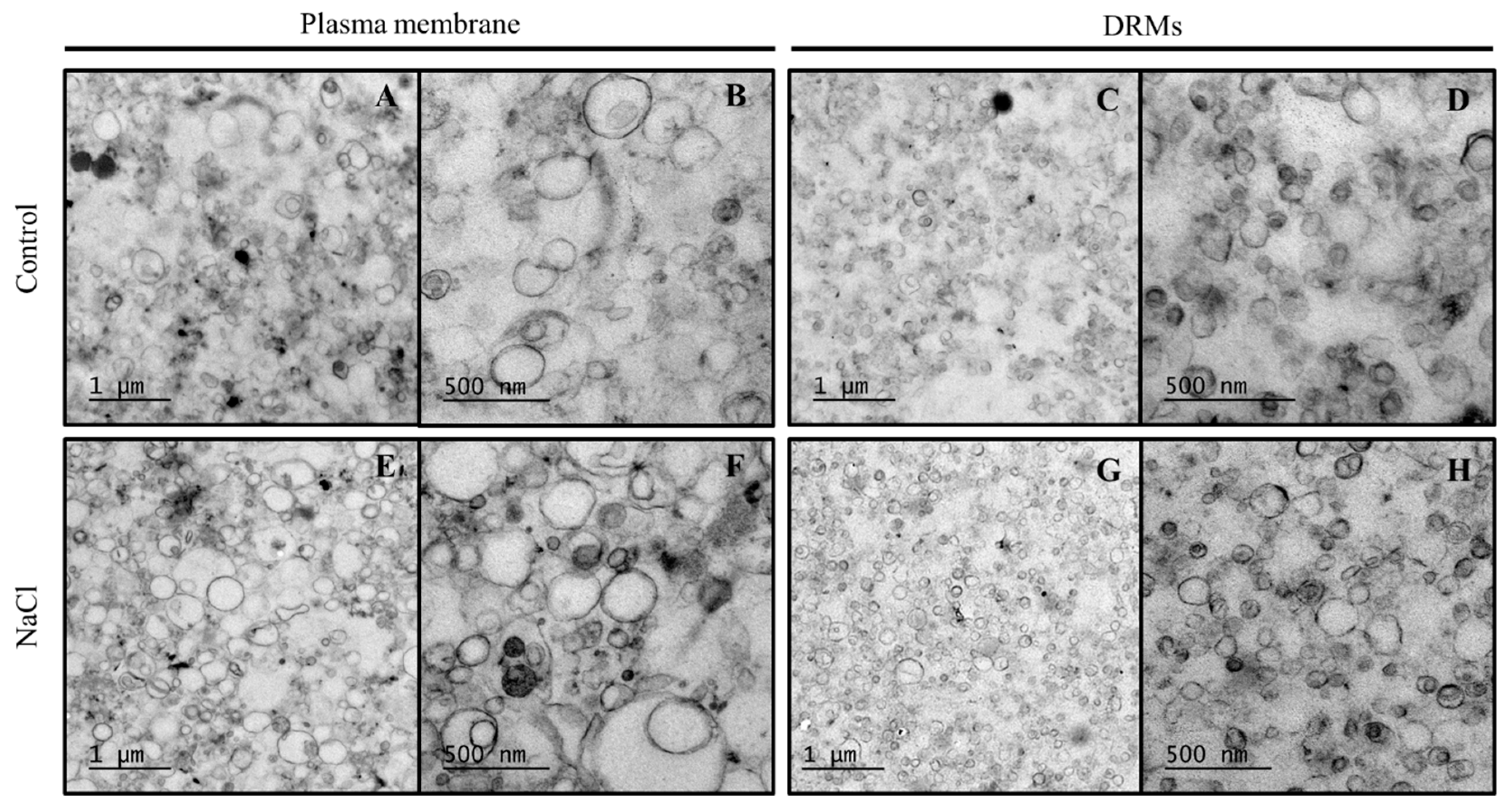 Ijms 21 07694 g003 Ijms 21 07694 g003